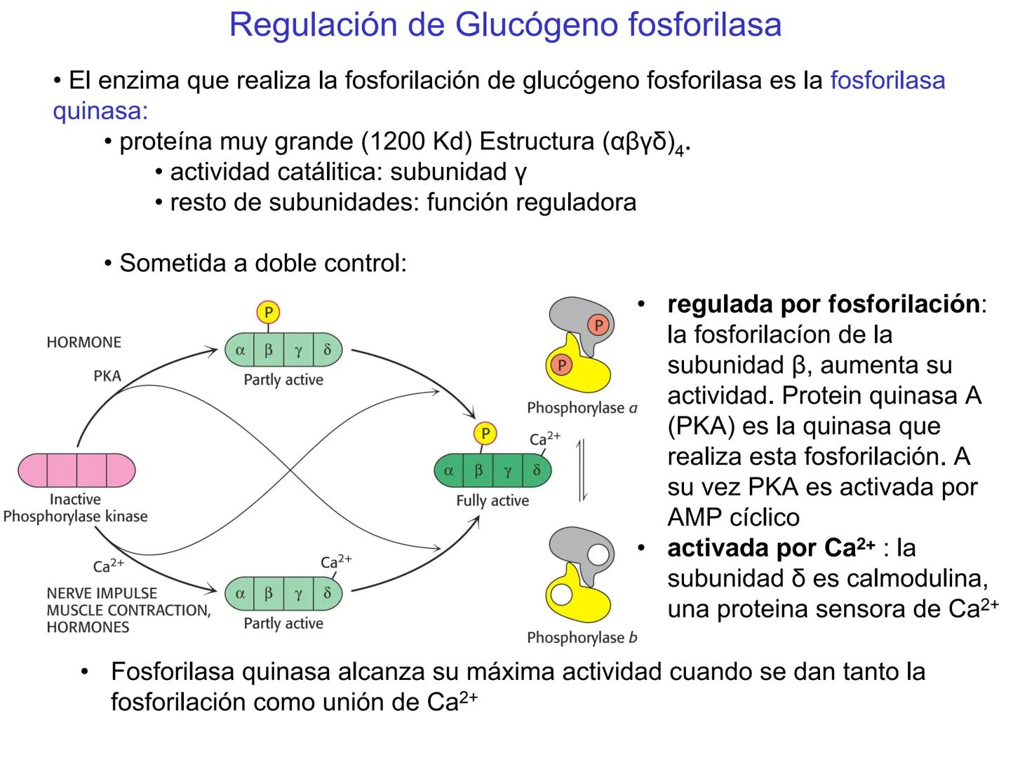 # Metabolismo del glucógeno
CH2OH
CH2OH
CH2OH
0
OH
OH
Nonreducing
ends
HO
OH 1 α-1,6 linkage
α-1,4 linkage
OH
6 CH2
10.000.00