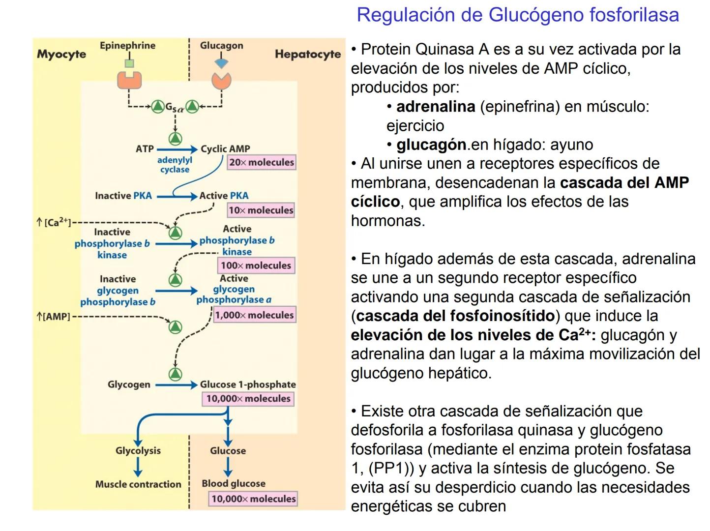 # Metabolismo del glucógeno
CH2OH
CH2OH
CH2OH
0
OH
OH
Nonreducing
ends
HO
OH 1 α-1,6 linkage
α-1,4 linkage
OH
6 CH2
10.000.00