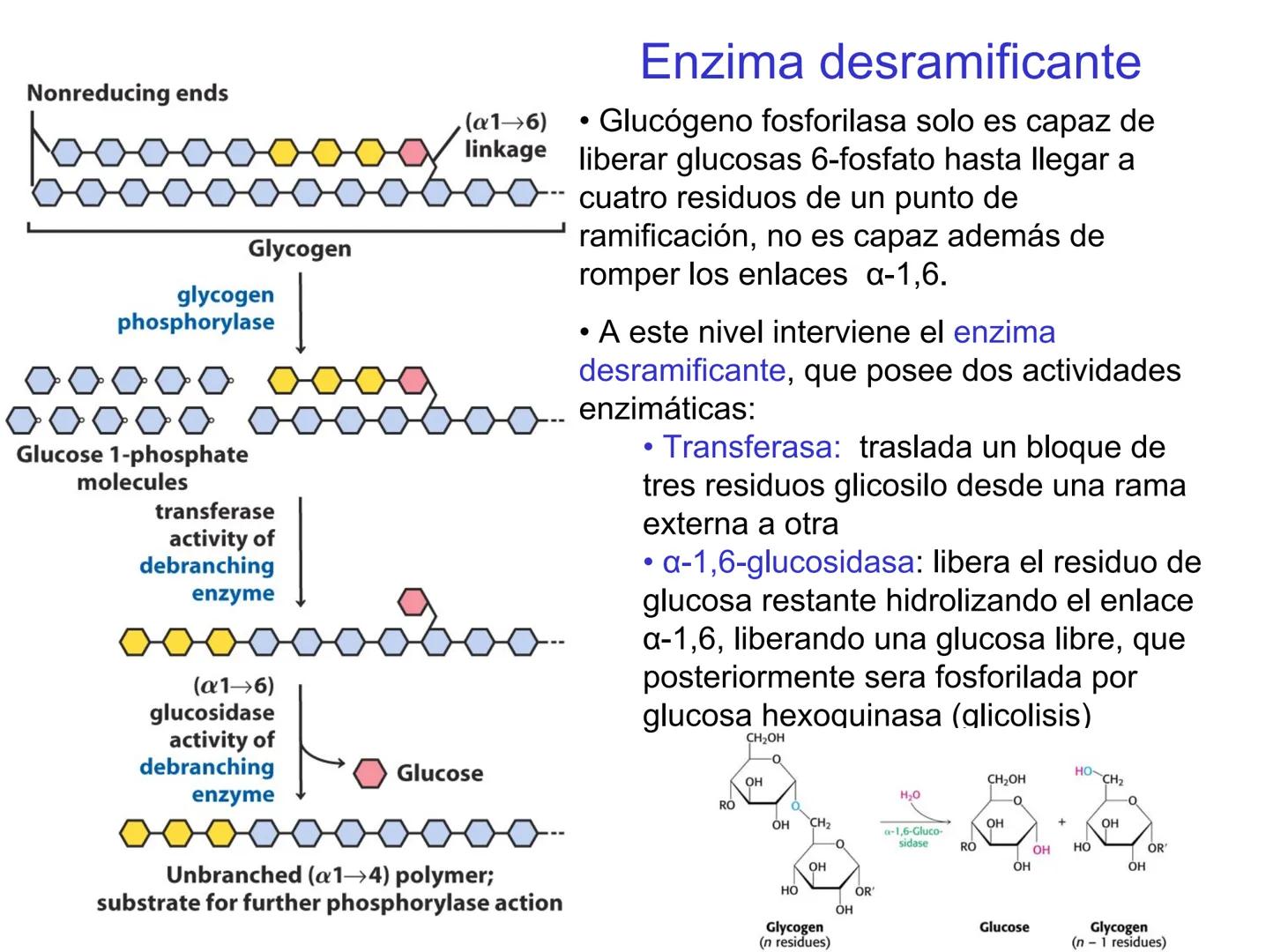 # Metabolismo del glucógeno
CH2OH
CH2OH
CH2OH
0
OH
OH
Nonreducing
ends
HO
OH 1 α-1,6 linkage
α-1,4 linkage
OH
6 CH2
10.000.00