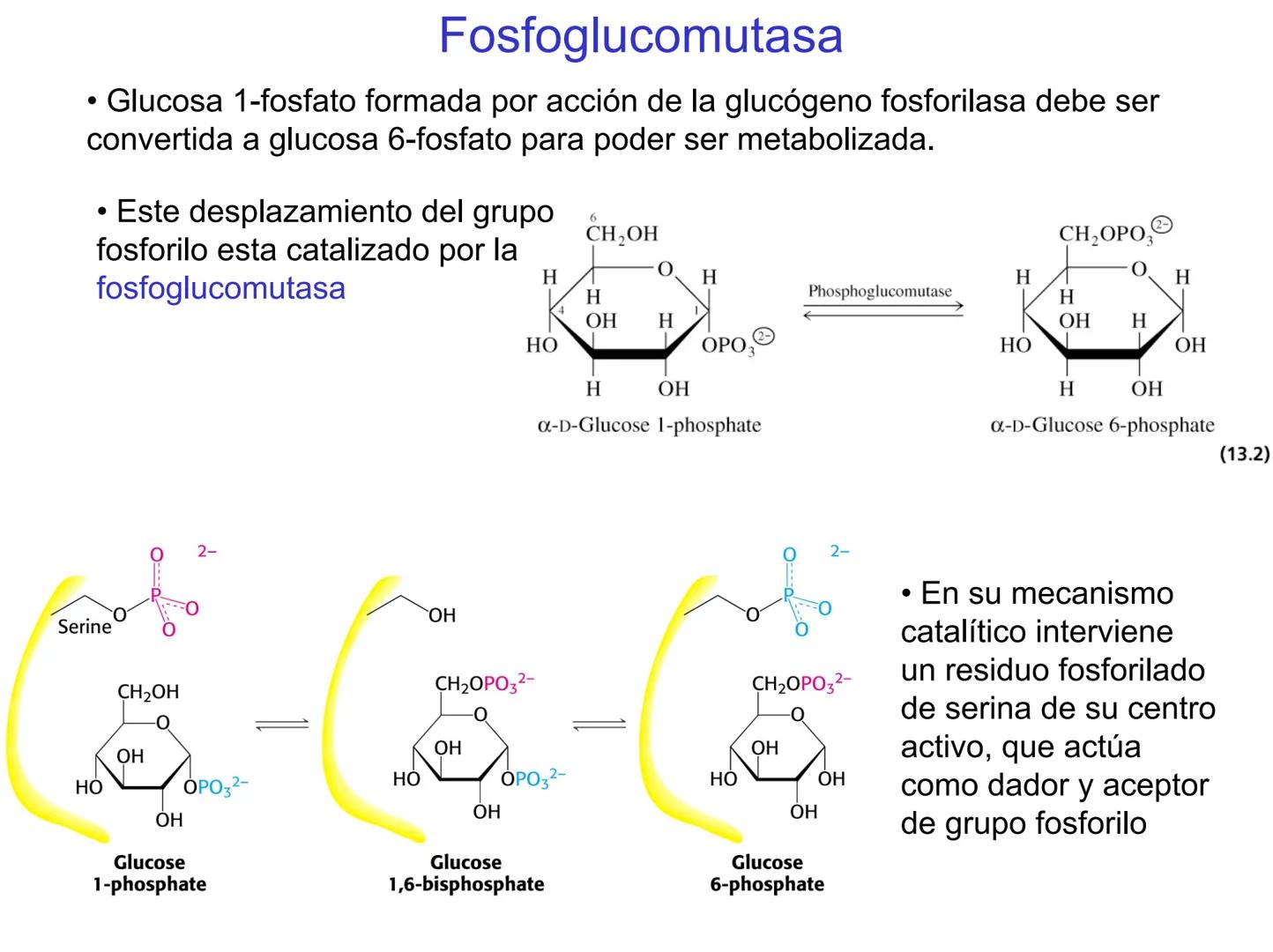 # Metabolismo del glucógeno
CH2OH
CH2OH
CH2OH
0
OH
OH
Nonreducing
ends
HO
OH 1 α-1,6 linkage
α-1,4 linkage
OH
6 CH2
10.000.00