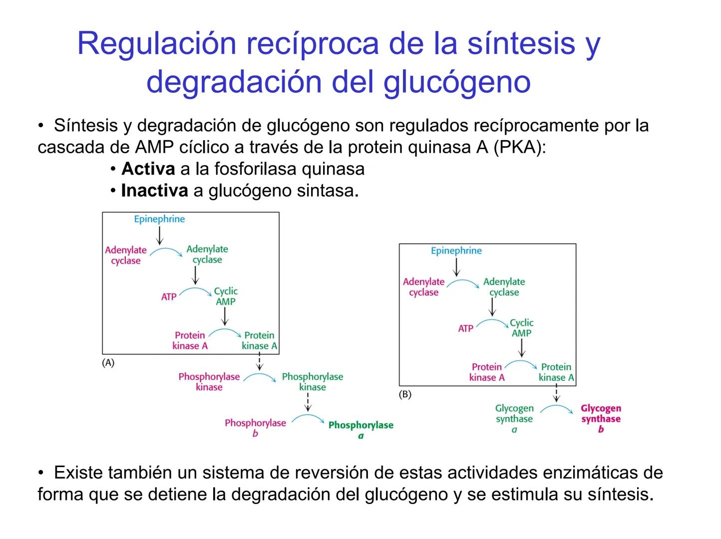 # Metabolismo del glucógeno
CH2OH
CH2OH
CH2OH
0
OH
OH
Nonreducing
ends
HO
OH 1 α-1,6 linkage
α-1,4 linkage
OH
6 CH2
10.000.00
