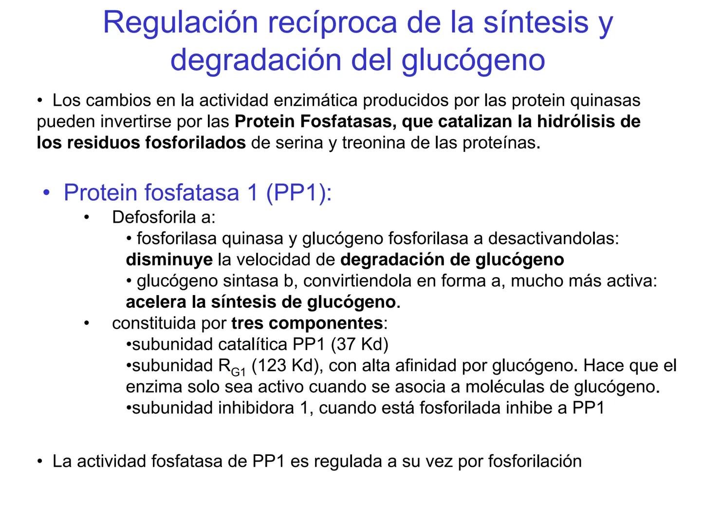 # Metabolismo del glucógeno
CH2OH
CH2OH
CH2OH
0
OH
OH
Nonreducing
ends
HO
OH 1 α-1,6 linkage
α-1,4 linkage
OH
6 CH2
10.000.00