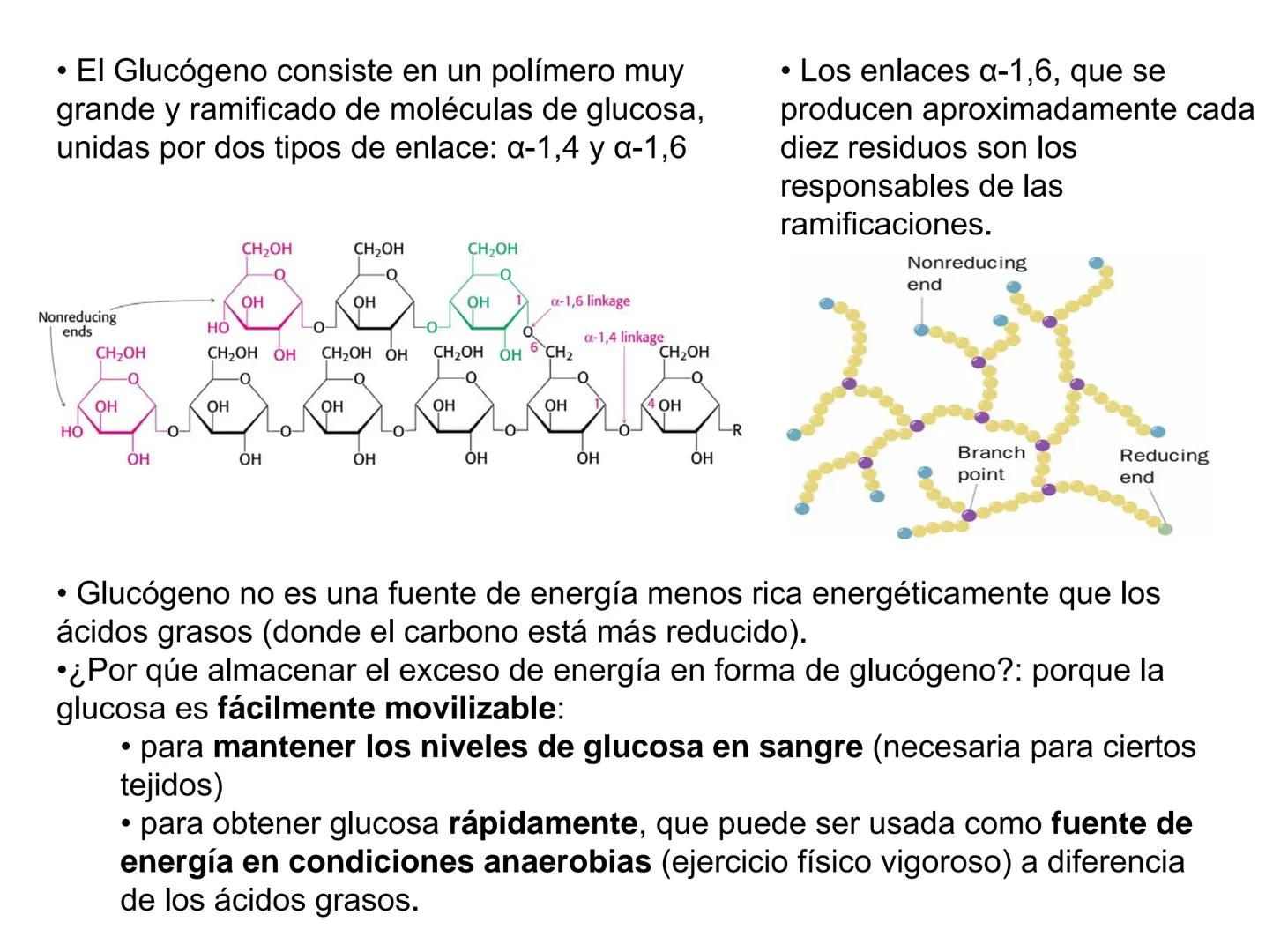 # Metabolismo del glucógeno
CH2OH
CH2OH
CH2OH
0
OH
OH
Nonreducing
ends
HO
OH 1 α-1,6 linkage
α-1,4 linkage
OH
6 CH2
10.000.00