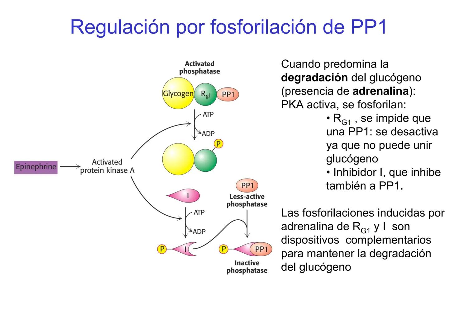 # Metabolismo del glucógeno
CH2OH
CH2OH
CH2OH
0
OH
OH
Nonreducing
ends
HO
OH 1 α-1,6 linkage
α-1,4 linkage
OH
6 CH2
10.000.00