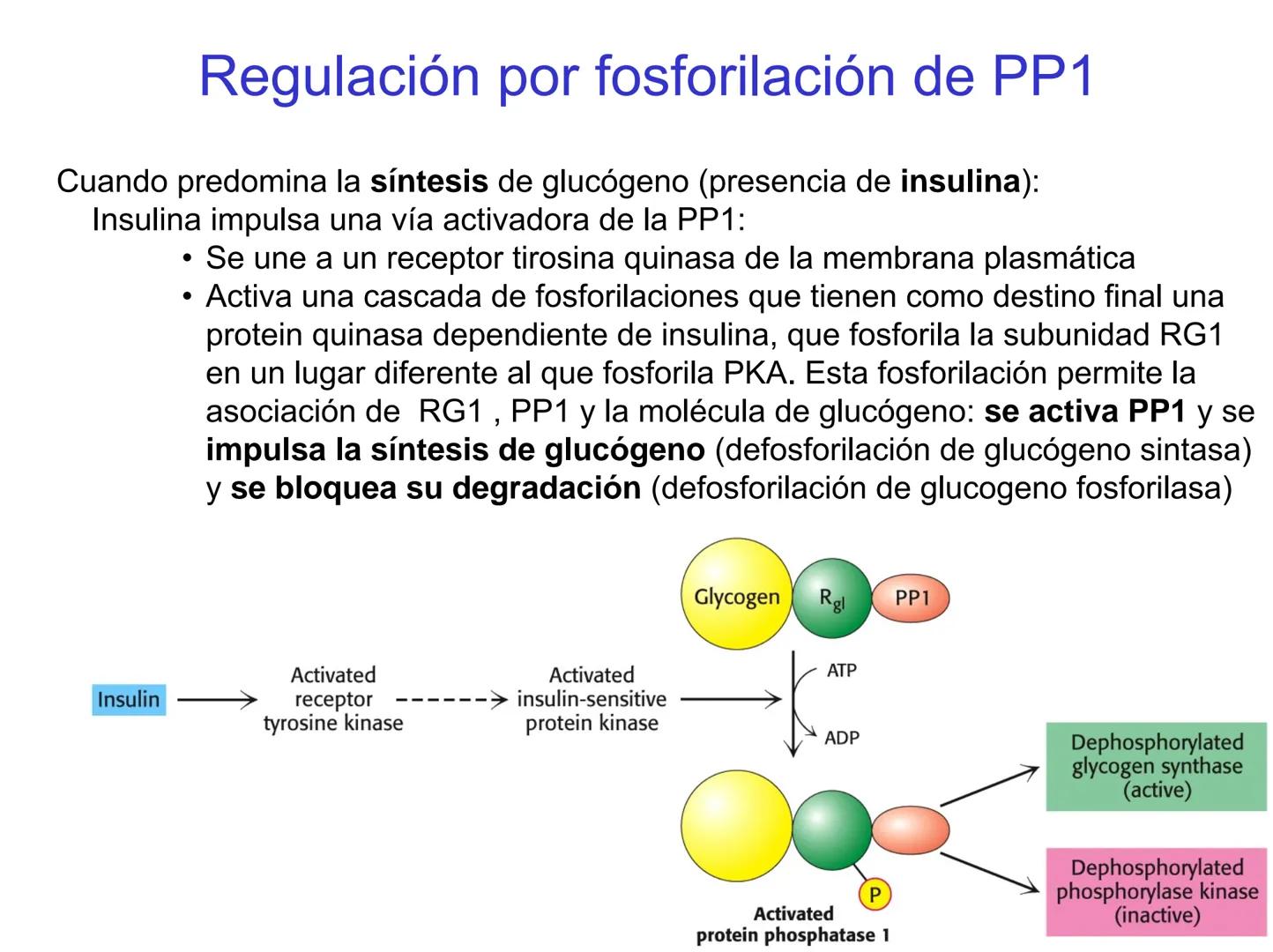 # Metabolismo del glucógeno
CH2OH
CH2OH
CH2OH
0
OH
OH
Nonreducing
ends
HO
OH 1 α-1,6 linkage
α-1,4 linkage
OH
6 CH2
10.000.00
