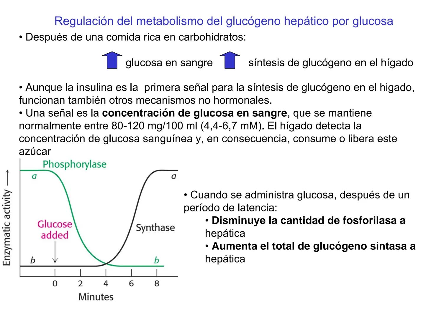 # Metabolismo del glucógeno
CH2OH
CH2OH
CH2OH
0
OH
OH
Nonreducing
ends
HO
OH 1 α-1,6 linkage
α-1,4 linkage
OH
6 CH2
10.000.00