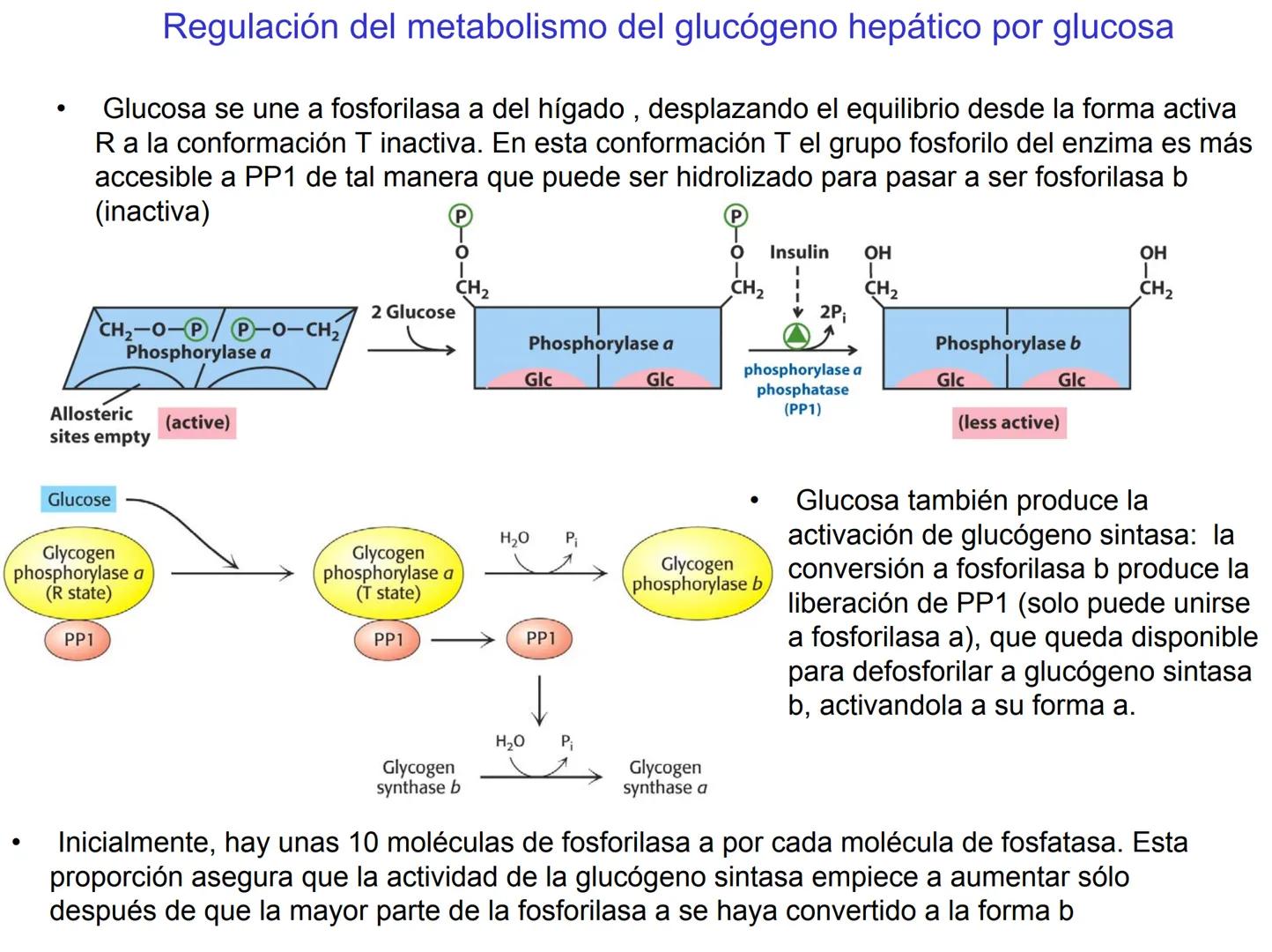 # Metabolismo del glucógeno
CH2OH
CH2OH
CH2OH
0
OH
OH
Nonreducing
ends
HO
OH 1 α-1,6 linkage
α-1,4 linkage
OH
6 CH2
10.000.00