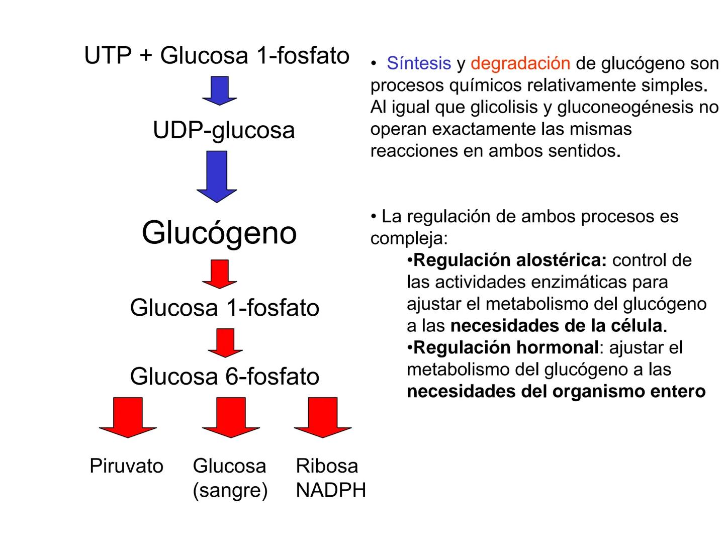 # Metabolismo del glucógeno
CH2OH
CH2OH
CH2OH
0
OH
OH
Nonreducing
ends
HO
OH 1 α-1,6 linkage
α-1,4 linkage
OH
6 CH2
10.000.00