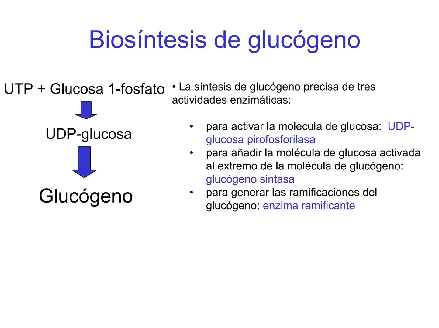 # Metabolismo del glucógeno
CH2OH
CH2OH
CH2OH
0
OH
OH
Nonreducing
ends
HO
OH 1 α-1,6 linkage
α-1,4 linkage
OH
6 CH2
10.000.00