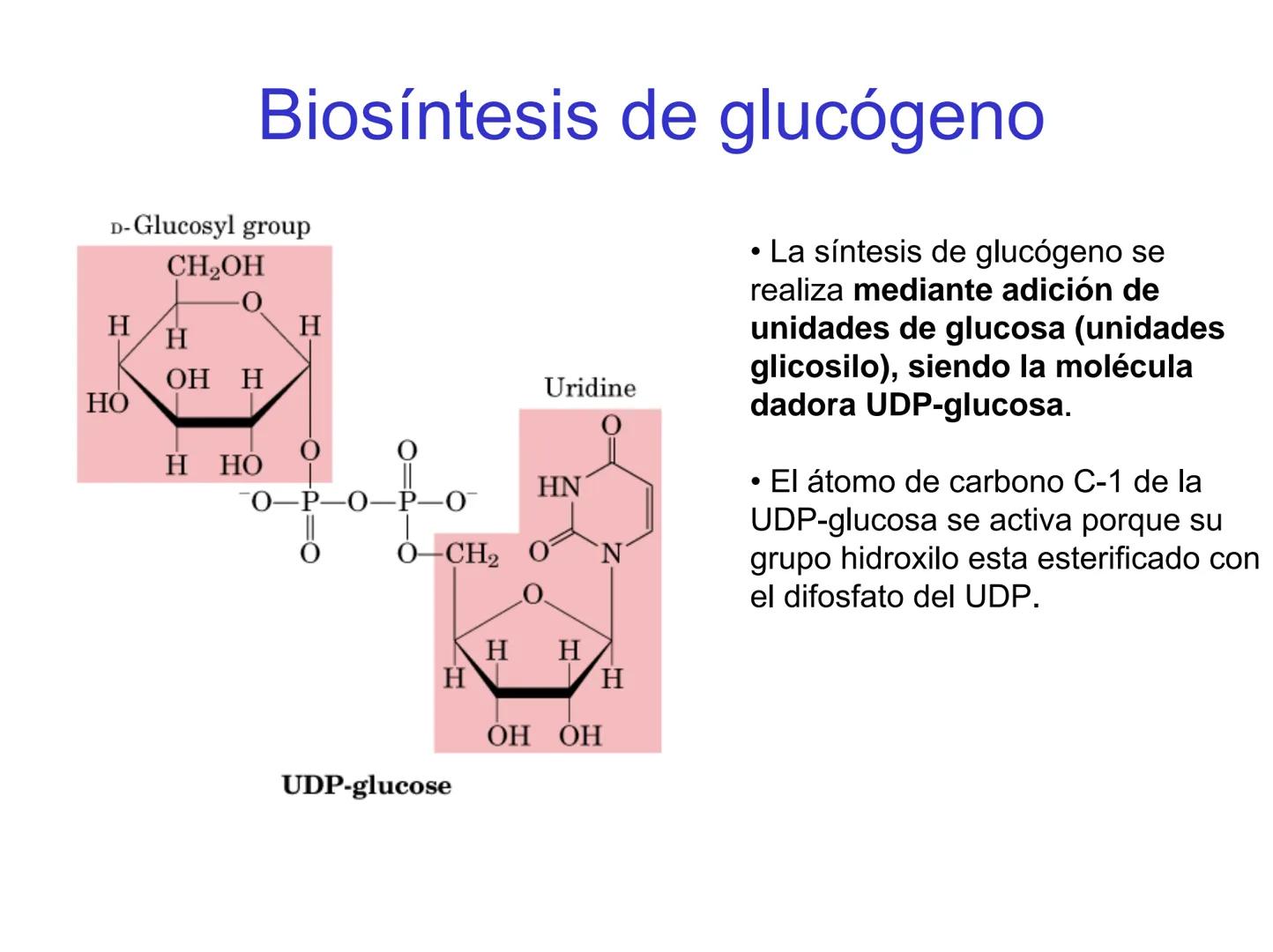 # Metabolismo del glucógeno
CH2OH
CH2OH
CH2OH
0
OH
OH
Nonreducing
ends
HO
OH 1 α-1,6 linkage
α-1,4 linkage
OH
6 CH2
10.000.00