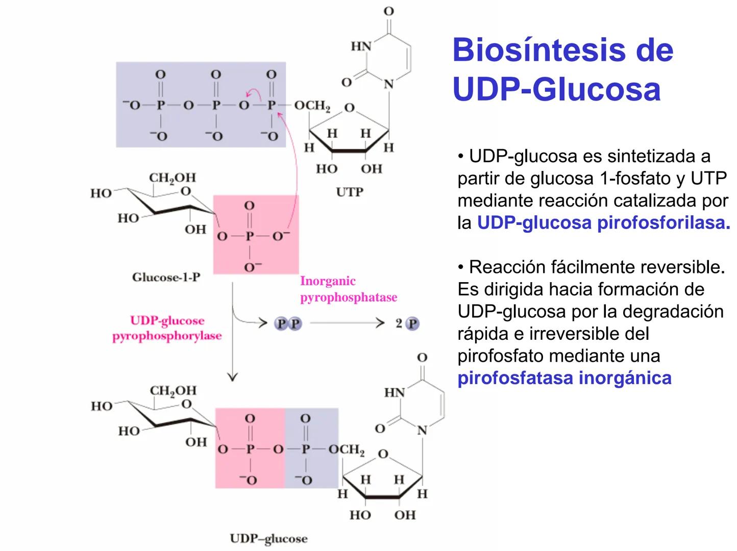 # Metabolismo del glucógeno
CH2OH
CH2OH
CH2OH
0
OH
OH
Nonreducing
ends
HO
OH 1 α-1,6 linkage
α-1,4 linkage
OH
6 CH2
10.000.00
