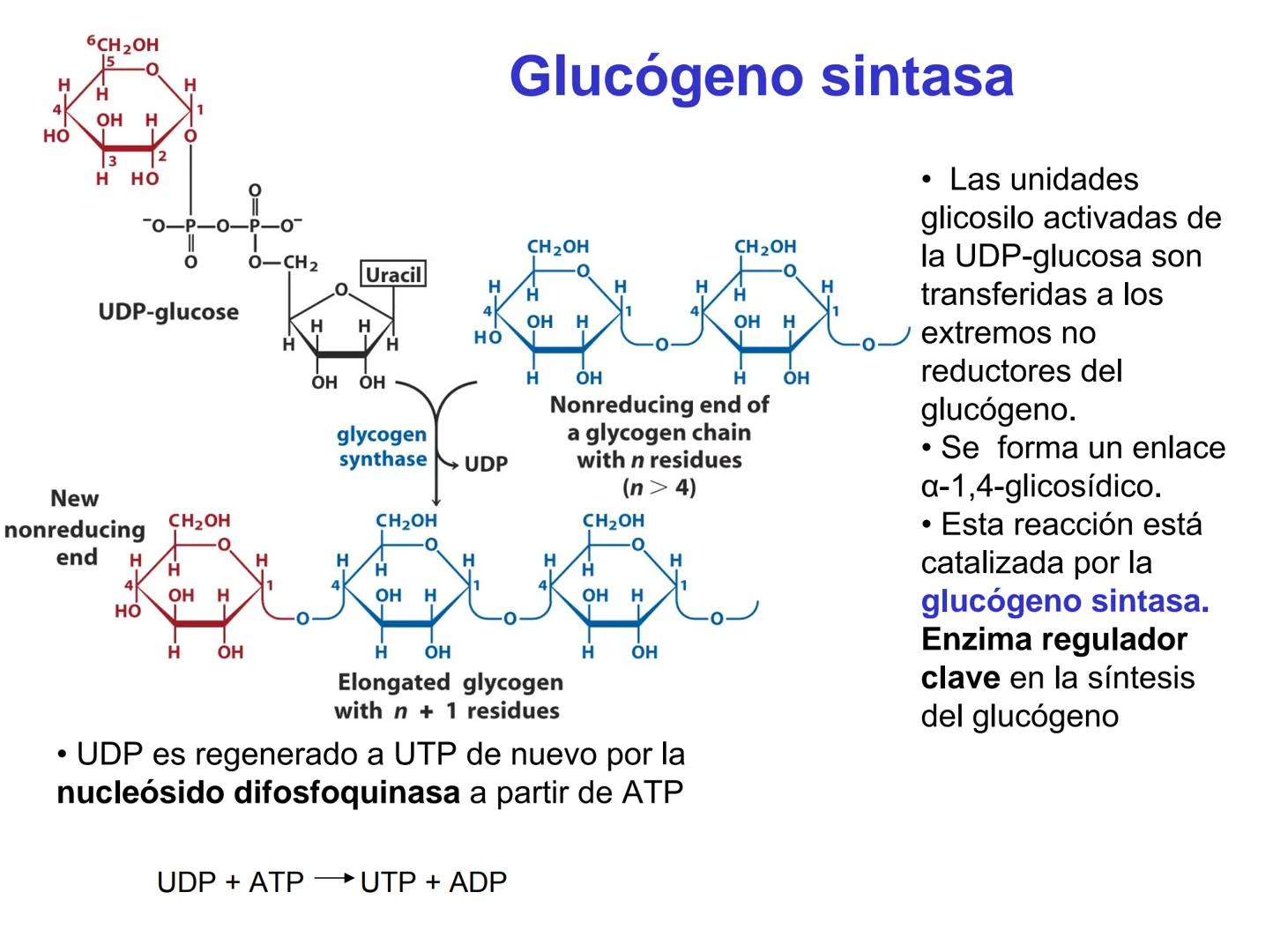 # Metabolismo del glucógeno
CH2OH
CH2OH
CH2OH
0
OH
OH
Nonreducing
ends
HO
OH 1 α-1,6 linkage
α-1,4 linkage
OH
6 CH2
10.000.00