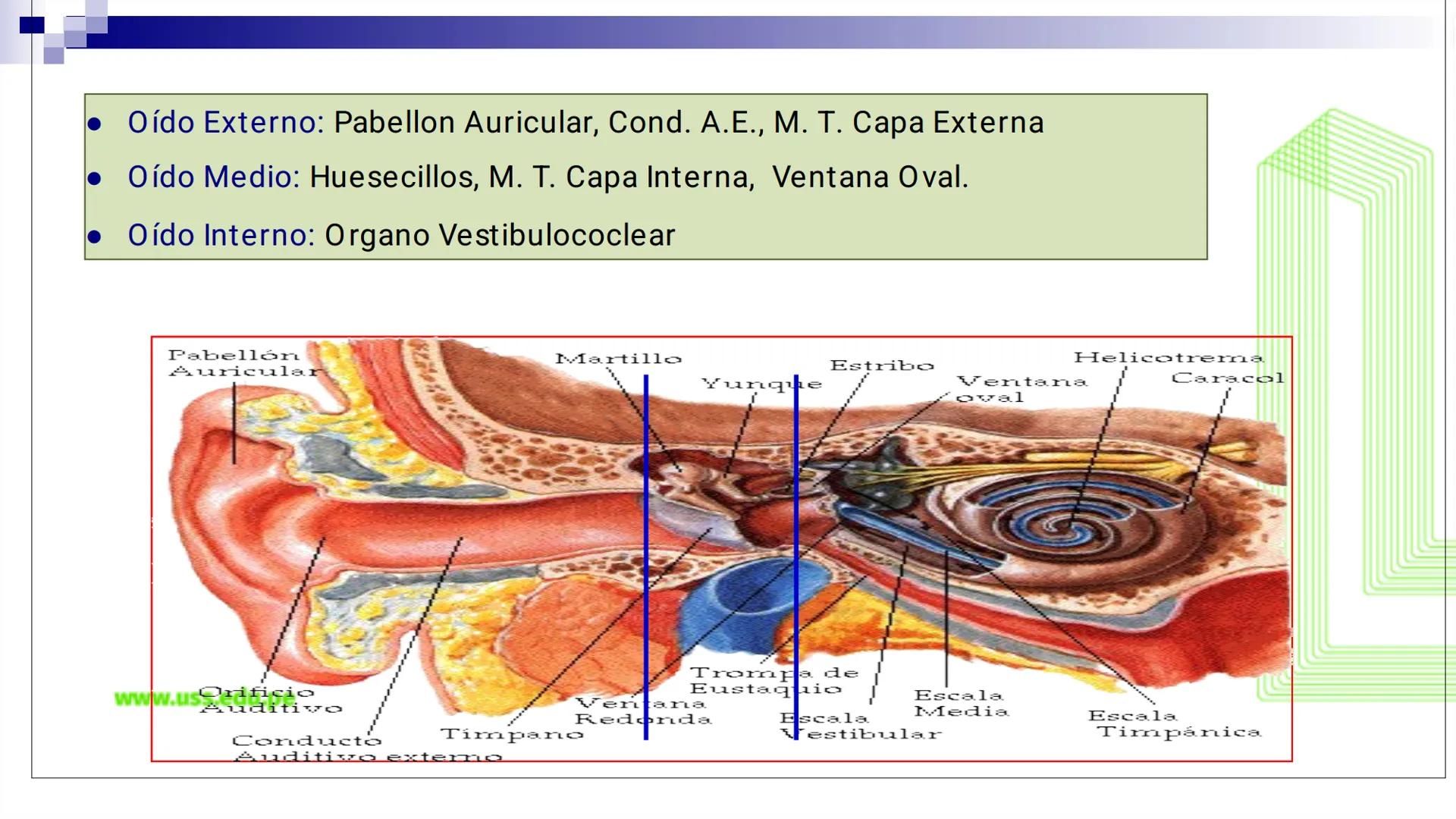 TRANSFORMA TU MUNDO EN
LA U MÁS TOP DE LA REGIÓN. @ussipan
USS
Universidad
Señor de Sipán クク
Universidad
Señor de Sipán
TEMA N° 10
EMBRI