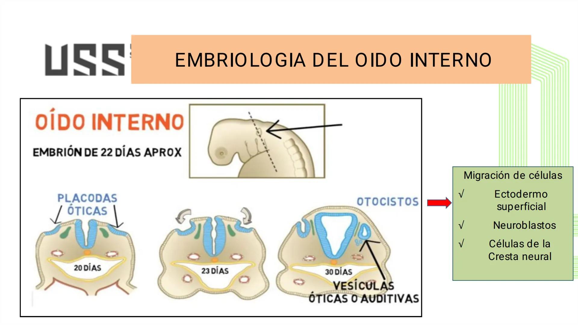 TRANSFORMA TU MUNDO EN
LA U MÁS TOP DE LA REGIÓN. @ussipan
USS
Universidad
Señor de Sipán クク
Universidad
Señor de Sipán
TEMA N° 10
EMBRI