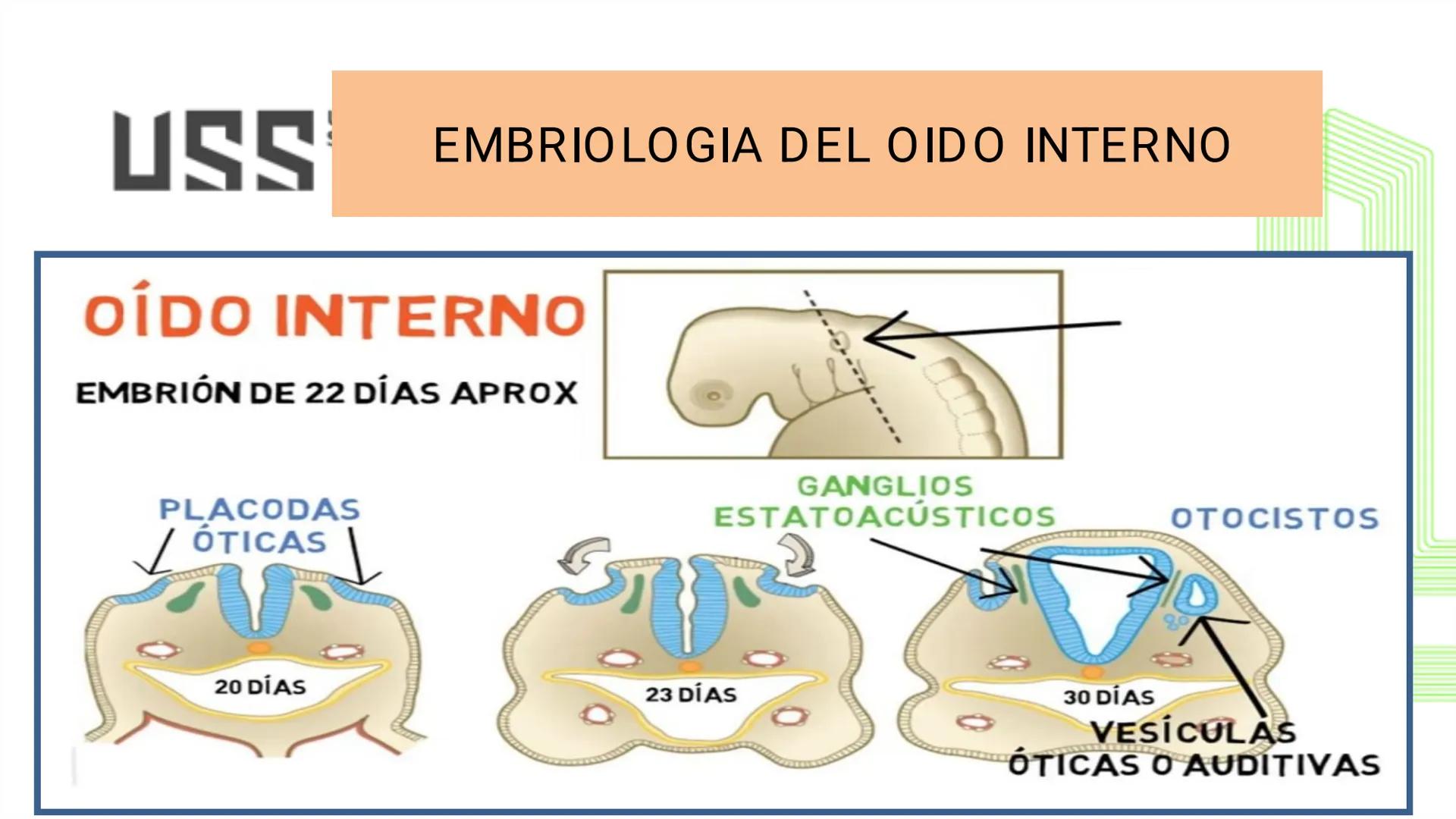 TRANSFORMA TU MUNDO EN
LA U MÁS TOP DE LA REGIÓN. @ussipan
USS
Universidad
Señor de Sipán クク
Universidad
Señor de Sipán
TEMA N° 10
EMBRI