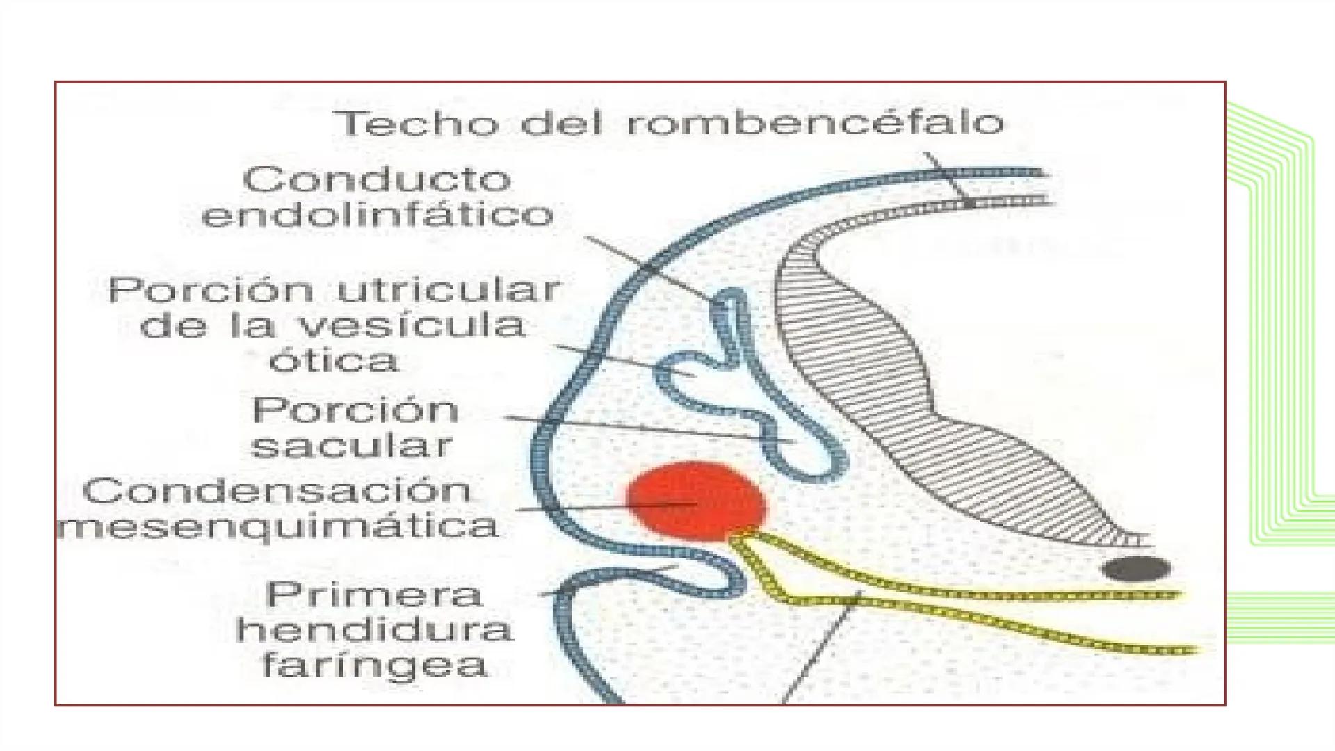 TRANSFORMA TU MUNDO EN
LA U MÁS TOP DE LA REGIÓN. @ussipan
USS
Universidad
Señor de Sipán クク
Universidad
Señor de Sipán
TEMA N° 10
EMBRI