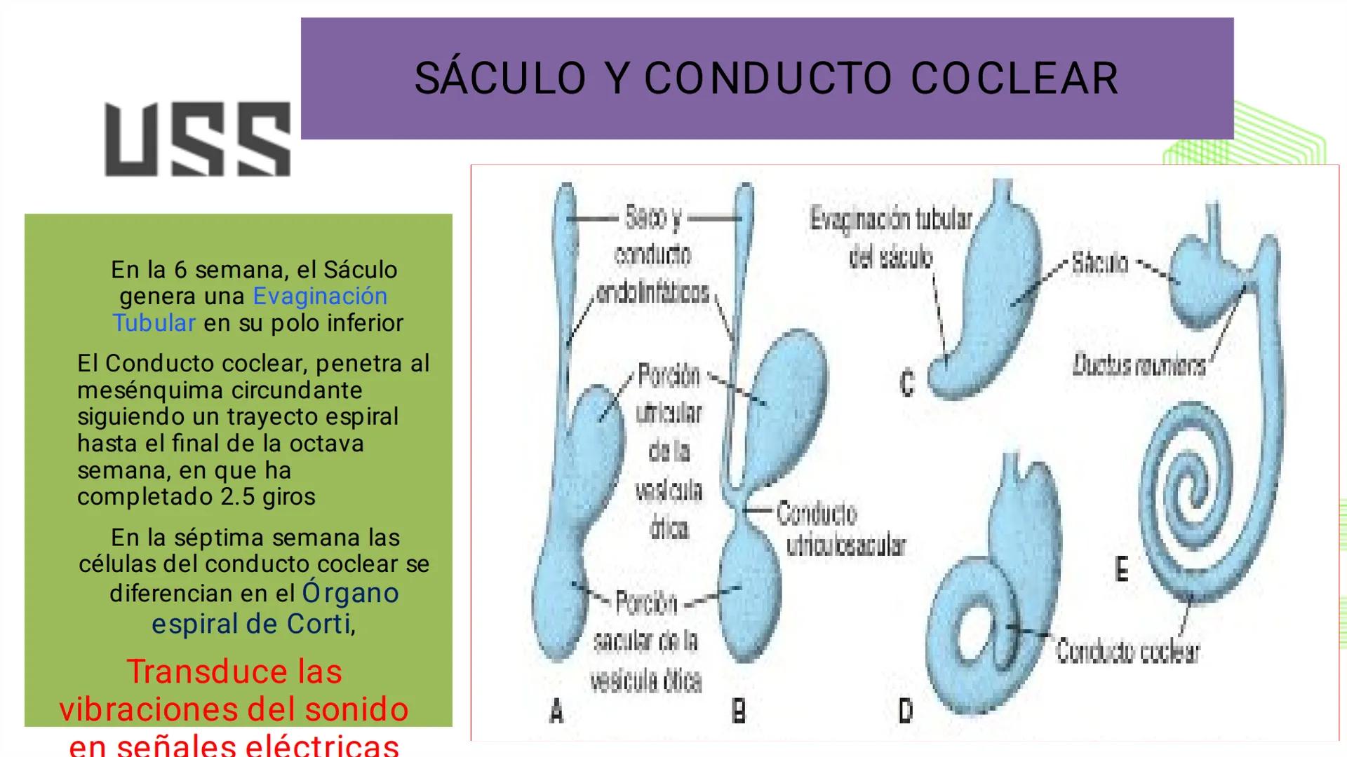 TRANSFORMA TU MUNDO EN
LA U MÁS TOP DE LA REGIÓN. @ussipan
USS
Universidad
Señor de Sipán クク
Universidad
Señor de Sipán
TEMA N° 10
EMBRI
