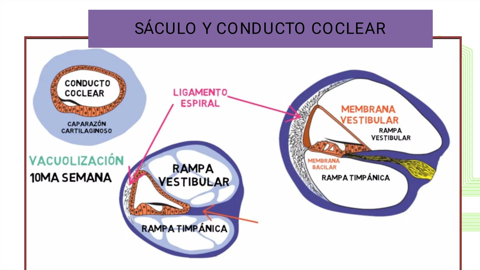 TRANSFORMA TU MUNDO EN
LA U MÁS TOP DE LA REGIÓN. @ussipan
USS
Universidad
Señor de Sipán クク
Universidad
Señor de Sipán
TEMA N° 10
EMBRI