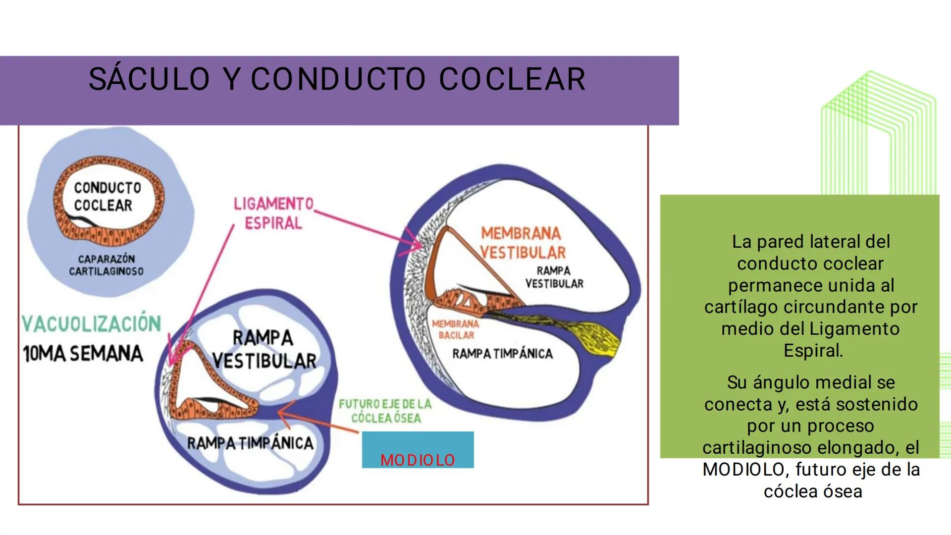 TRANSFORMA TU MUNDO EN
LA U MÁS TOP DE LA REGIÓN. @ussipan
USS
Universidad
Señor de Sipán クク
Universidad
Señor de Sipán
TEMA N° 10
EMBRI