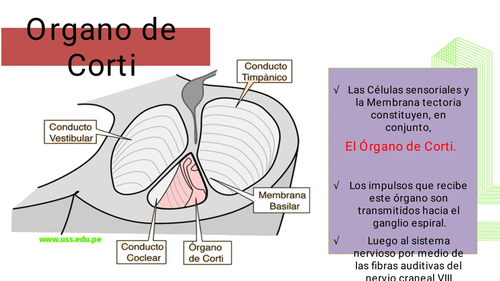 TRANSFORMA TU MUNDO EN
LA U MÁS TOP DE LA REGIÓN. @ussipan
USS
Universidad
Señor de Sipán クク
Universidad
Señor de Sipán
TEMA N° 10
EMBRI