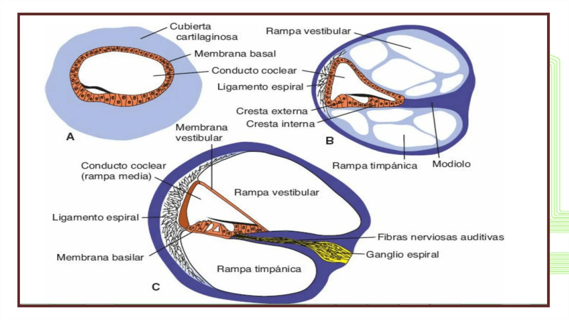TRANSFORMA TU MUNDO EN
LA U MÁS TOP DE LA REGIÓN. @ussipan
USS
Universidad
Señor de Sipán クク
Universidad
Señor de Sipán
TEMA N° 10
EMBRI