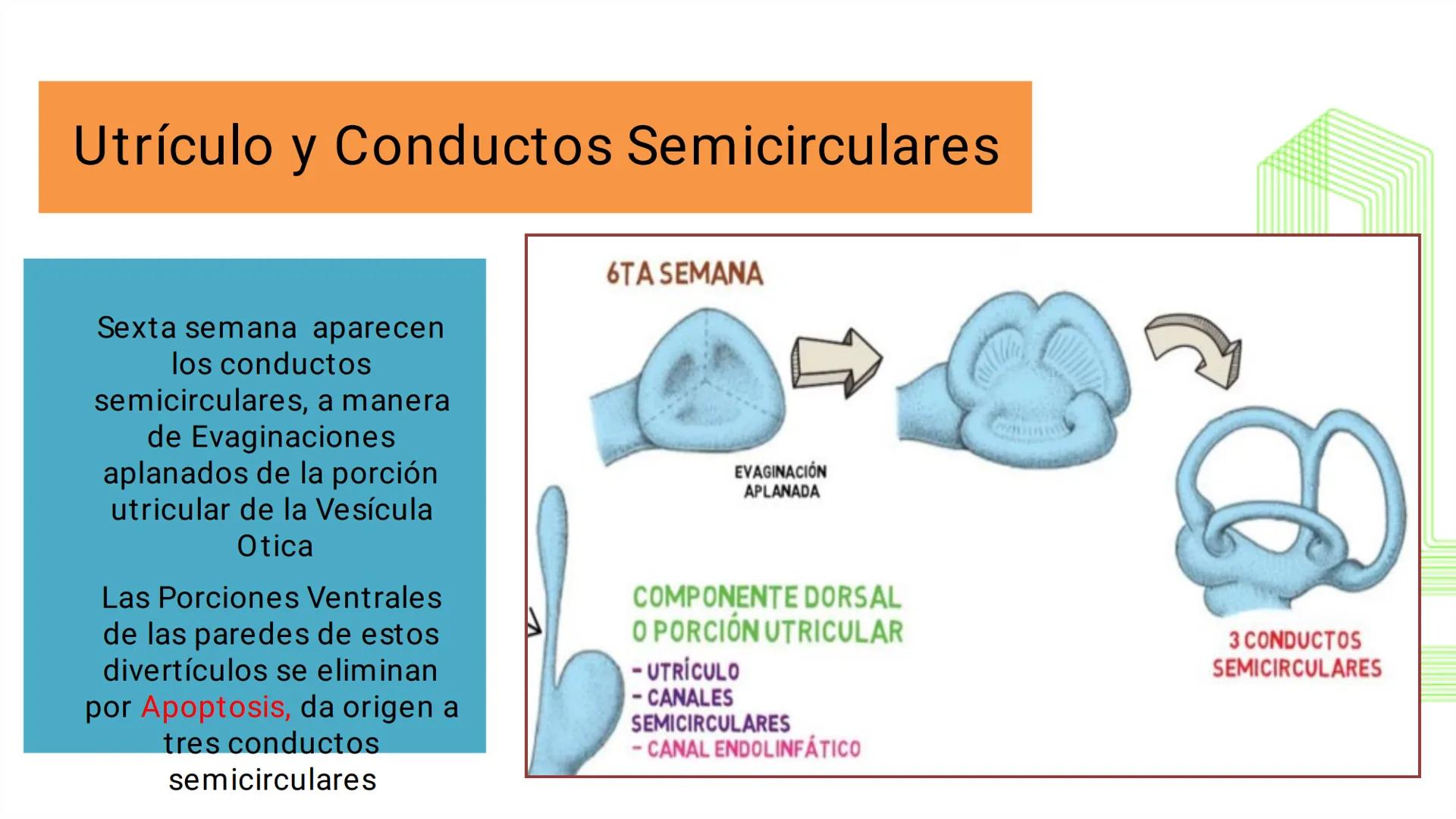 TRANSFORMA TU MUNDO EN
LA U MÁS TOP DE LA REGIÓN. @ussipan
USS
Universidad
Señor de Sipán クク
Universidad
Señor de Sipán
TEMA N° 10
EMBRI