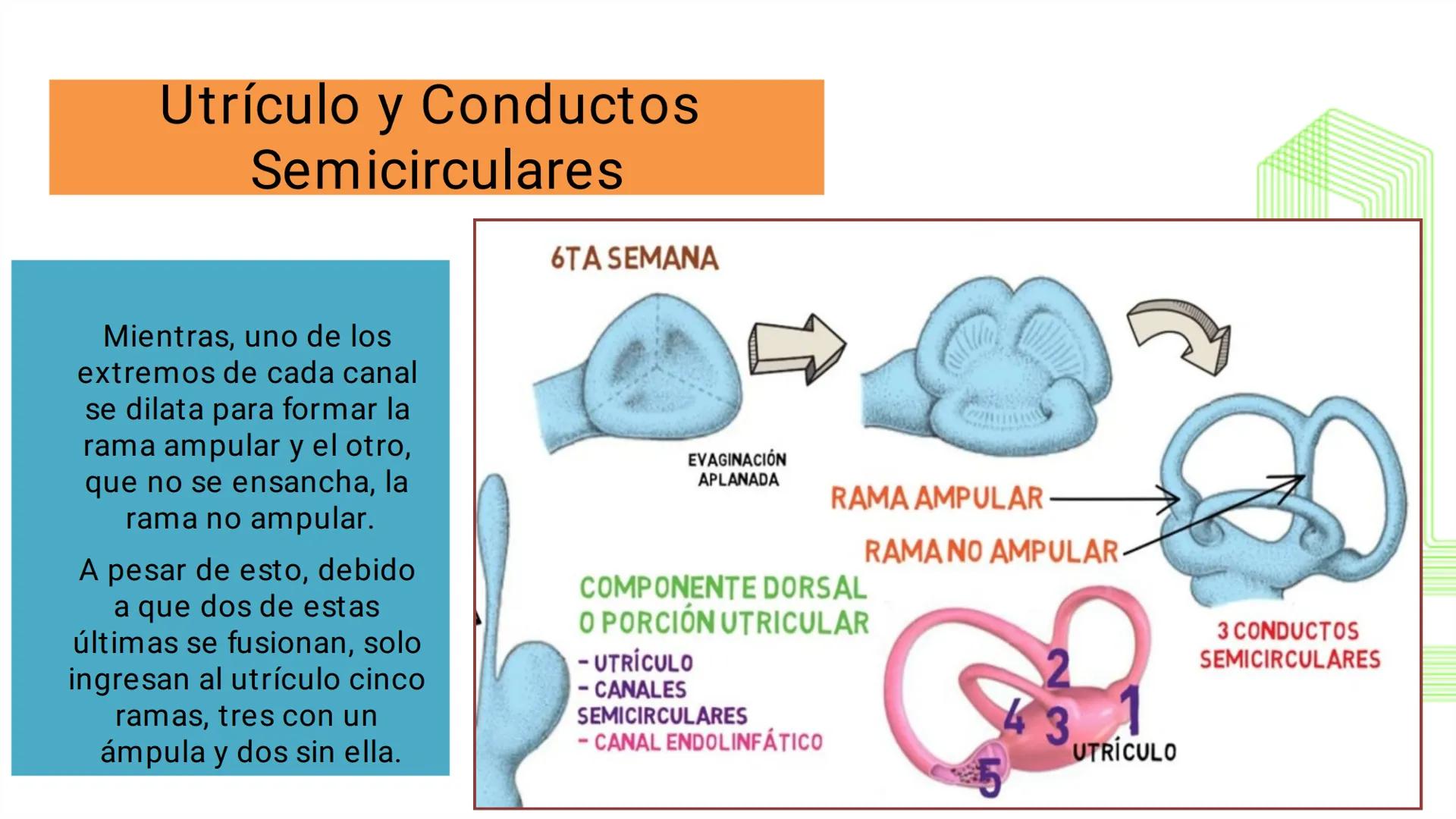 TRANSFORMA TU MUNDO EN
LA U MÁS TOP DE LA REGIÓN. @ussipan
USS
Universidad
Señor de Sipán クク
Universidad
Señor de Sipán
TEMA N° 10
EMBRI