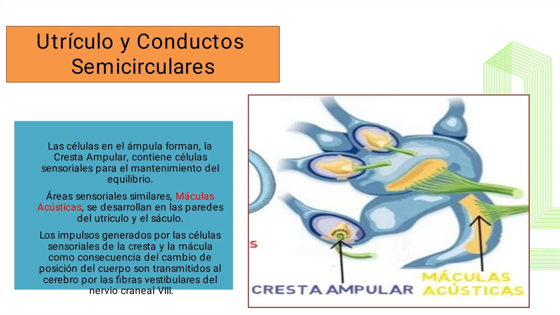 TRANSFORMA TU MUNDO EN
LA U MÁS TOP DE LA REGIÓN. @ussipan
USS
Universidad
Señor de Sipán クク
Universidad
Señor de Sipán
TEMA N° 10
EMBRI