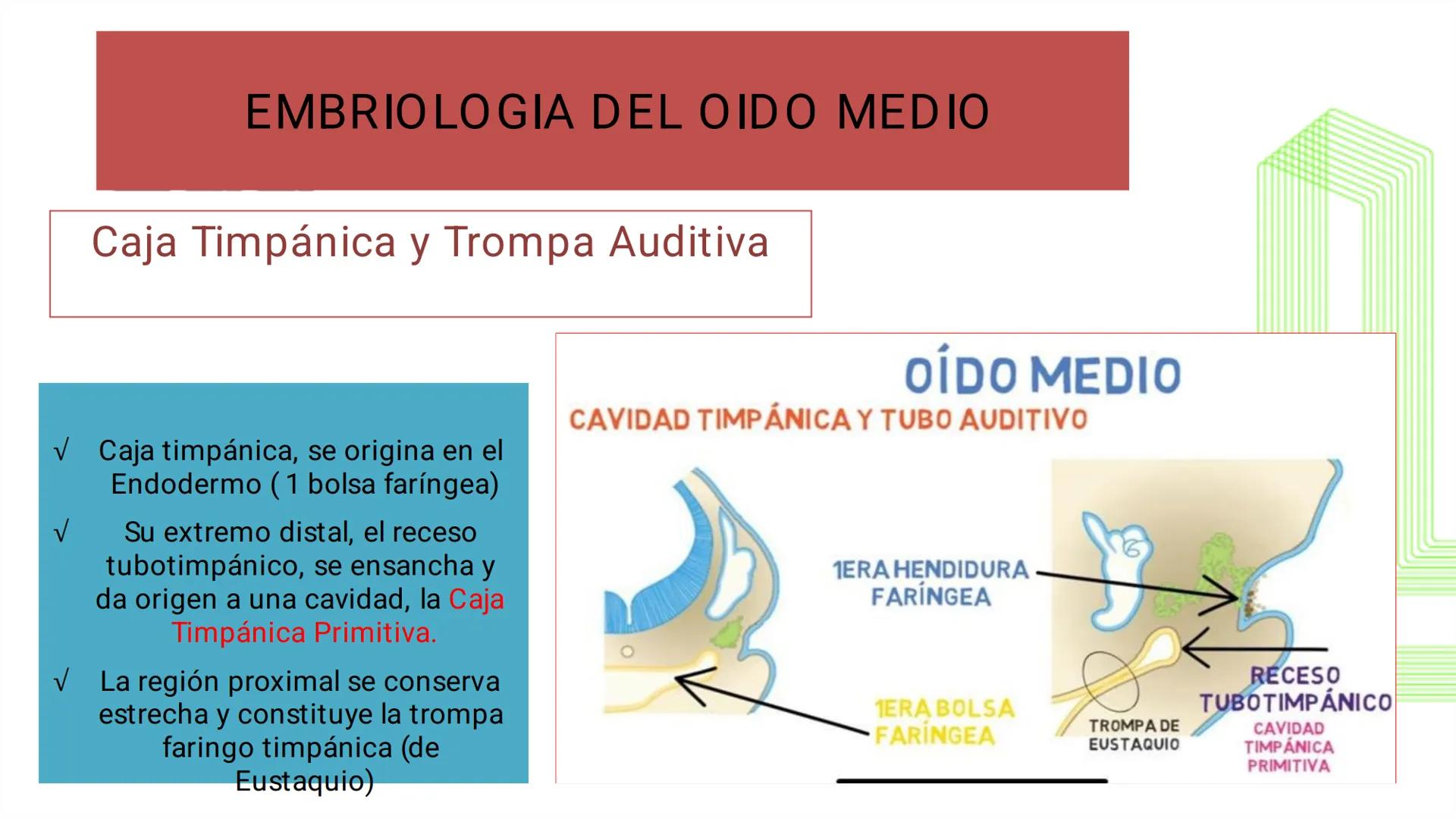 TRANSFORMA TU MUNDO EN
LA U MÁS TOP DE LA REGIÓN. @ussipan
USS
Universidad
Señor de Sipán クク
Universidad
Señor de Sipán
TEMA N° 10
EMBRI