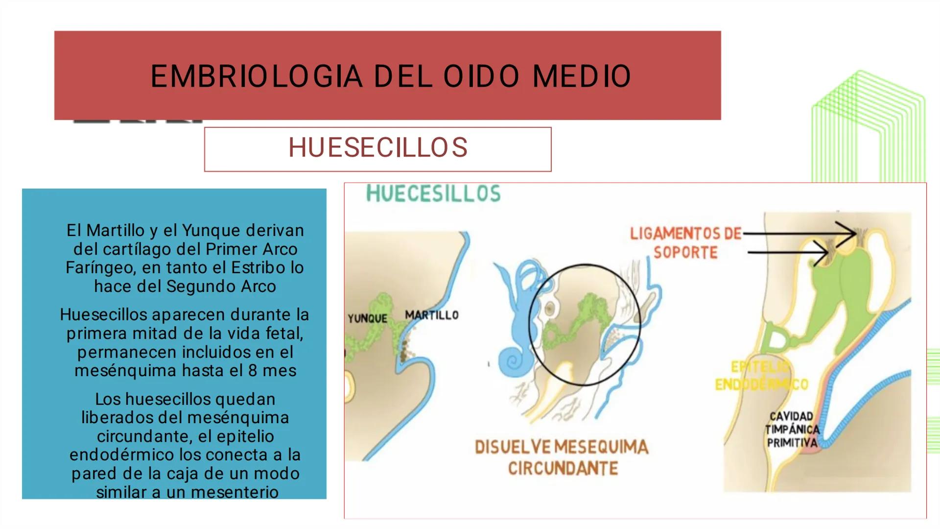 TRANSFORMA TU MUNDO EN
LA U MÁS TOP DE LA REGIÓN. @ussipan
USS
Universidad
Señor de Sipán クク
Universidad
Señor de Sipán
TEMA N° 10
EMBRI