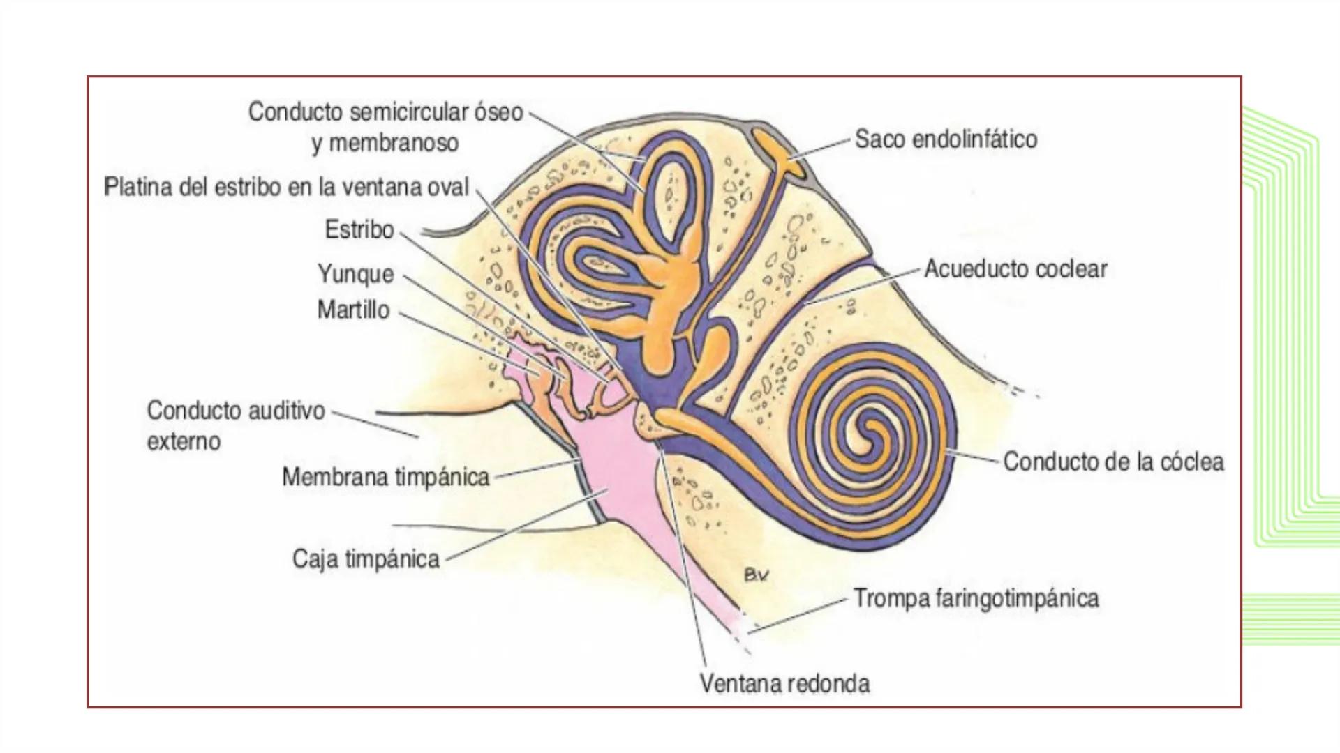 TRANSFORMA TU MUNDO EN
LA U MÁS TOP DE LA REGIÓN. @ussipan
USS
Universidad
Señor de Sipán クク
Universidad
Señor de Sipán
TEMA N° 10
EMBRI