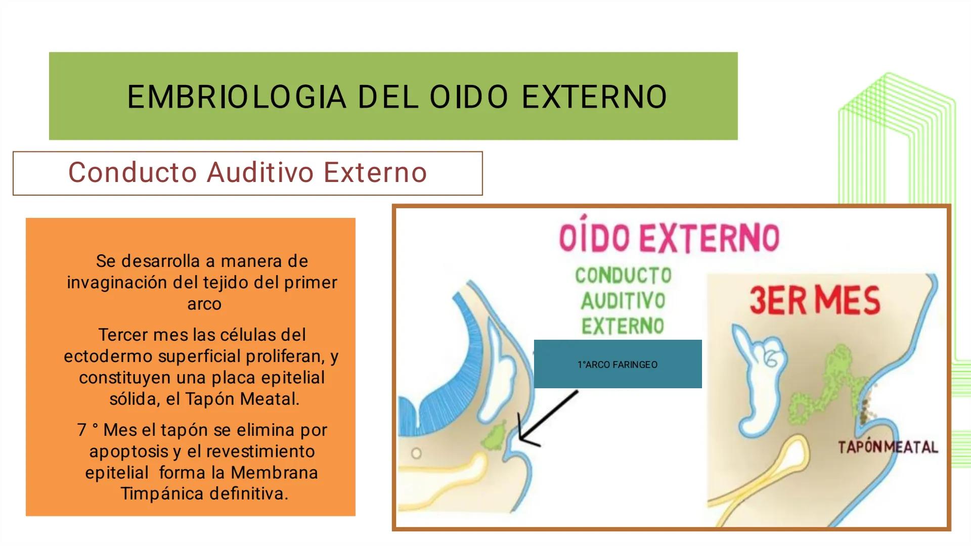TRANSFORMA TU MUNDO EN
LA U MÁS TOP DE LA REGIÓN. @ussipan
USS
Universidad
Señor de Sipán クク
Universidad
Señor de Sipán
TEMA N° 10
EMBRI