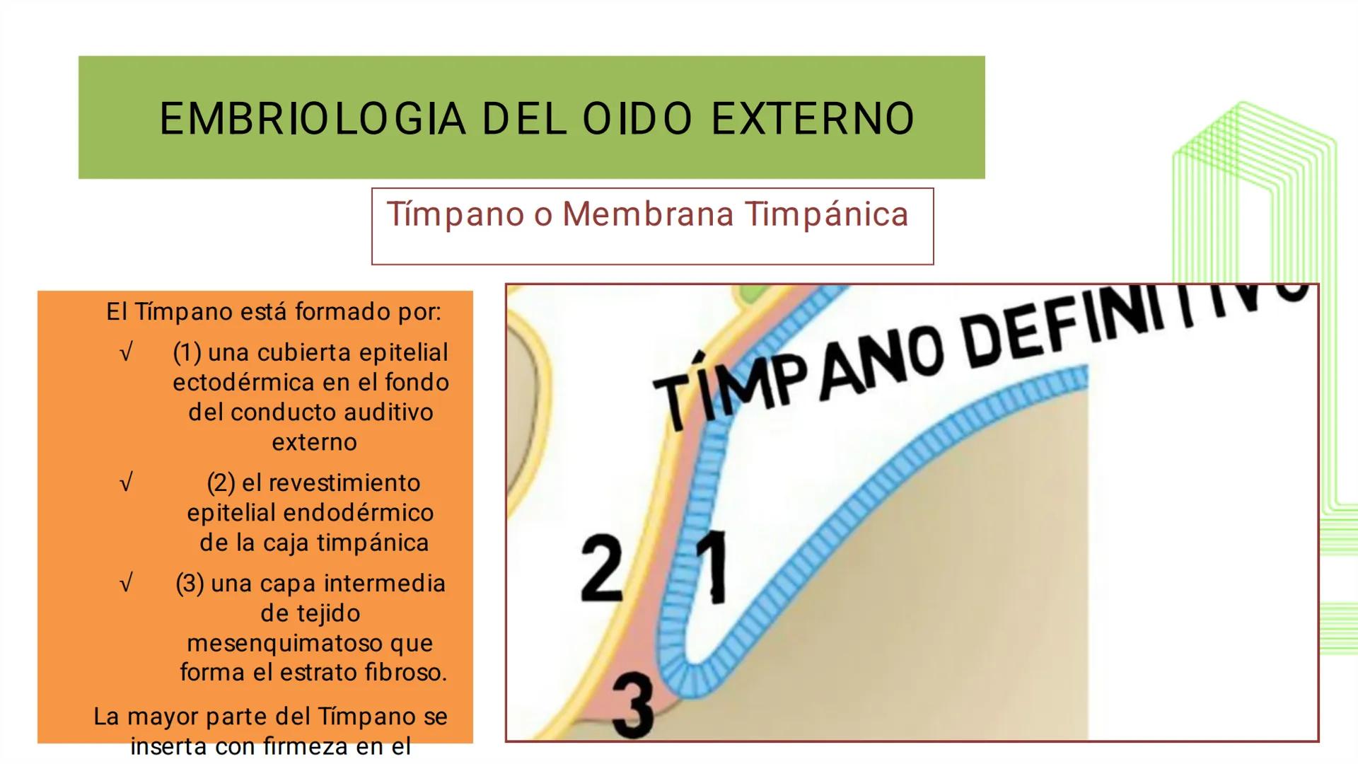 TRANSFORMA TU MUNDO EN
LA U MÁS TOP DE LA REGIÓN. @ussipan
USS
Universidad
Señor de Sipán クク
Universidad
Señor de Sipán
TEMA N° 10
EMBRI