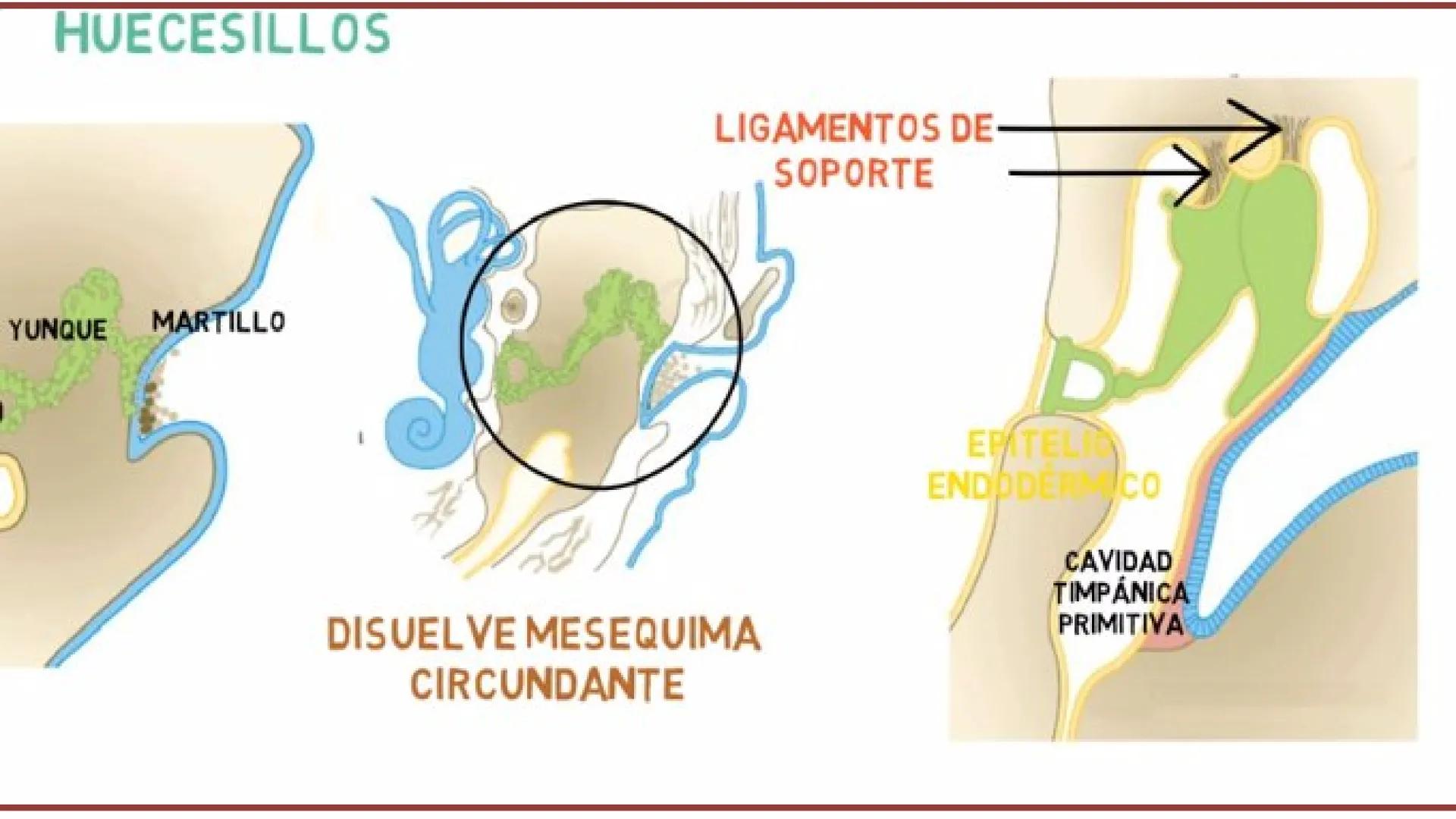 TRANSFORMA TU MUNDO EN
LA U MÁS TOP DE LA REGIÓN. @ussipan
USS
Universidad
Señor de Sipán クク
Universidad
Señor de Sipán
TEMA N° 10
EMBRI