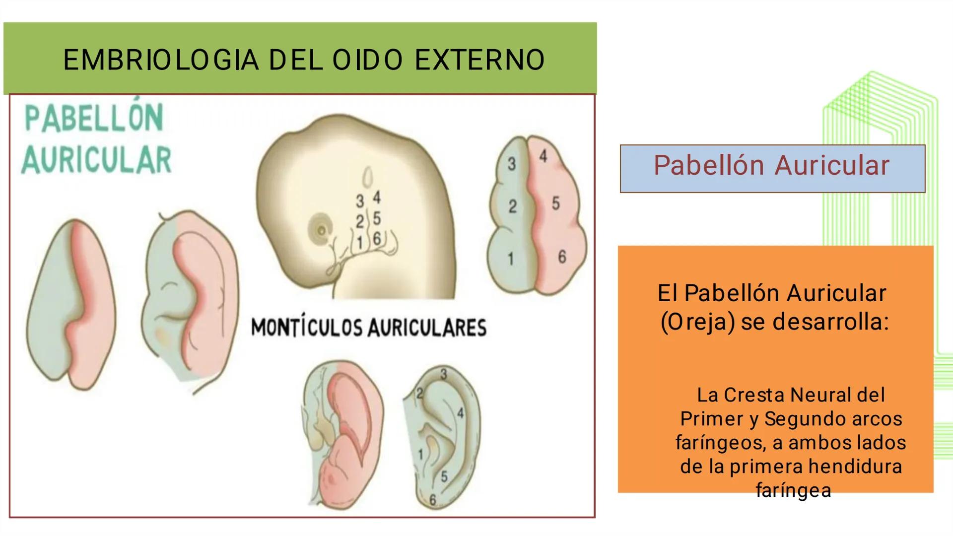 TRANSFORMA TU MUNDO EN
LA U MÁS TOP DE LA REGIÓN. @ussipan
USS
Universidad
Señor de Sipán クク
Universidad
Señor de Sipán
TEMA N° 10
EMBRI