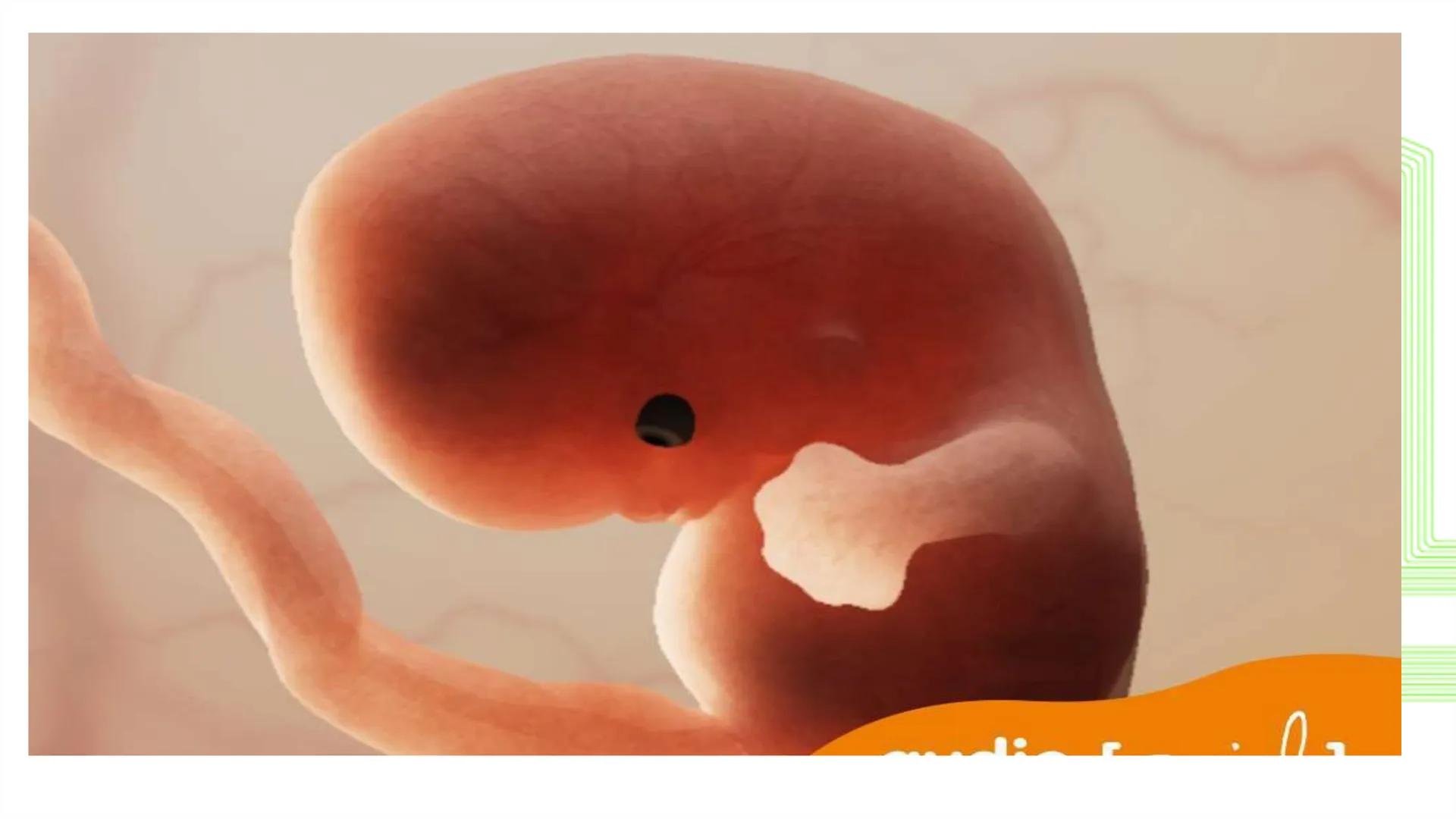 TRANSFORMA TU MUNDO EN
LA U MÁS TOP DE LA REGIÓN. @ussipan
USS
Universidad
Señor de Sipán クク
Universidad
Señor de Sipán
TEMA N° 10
EMBRI