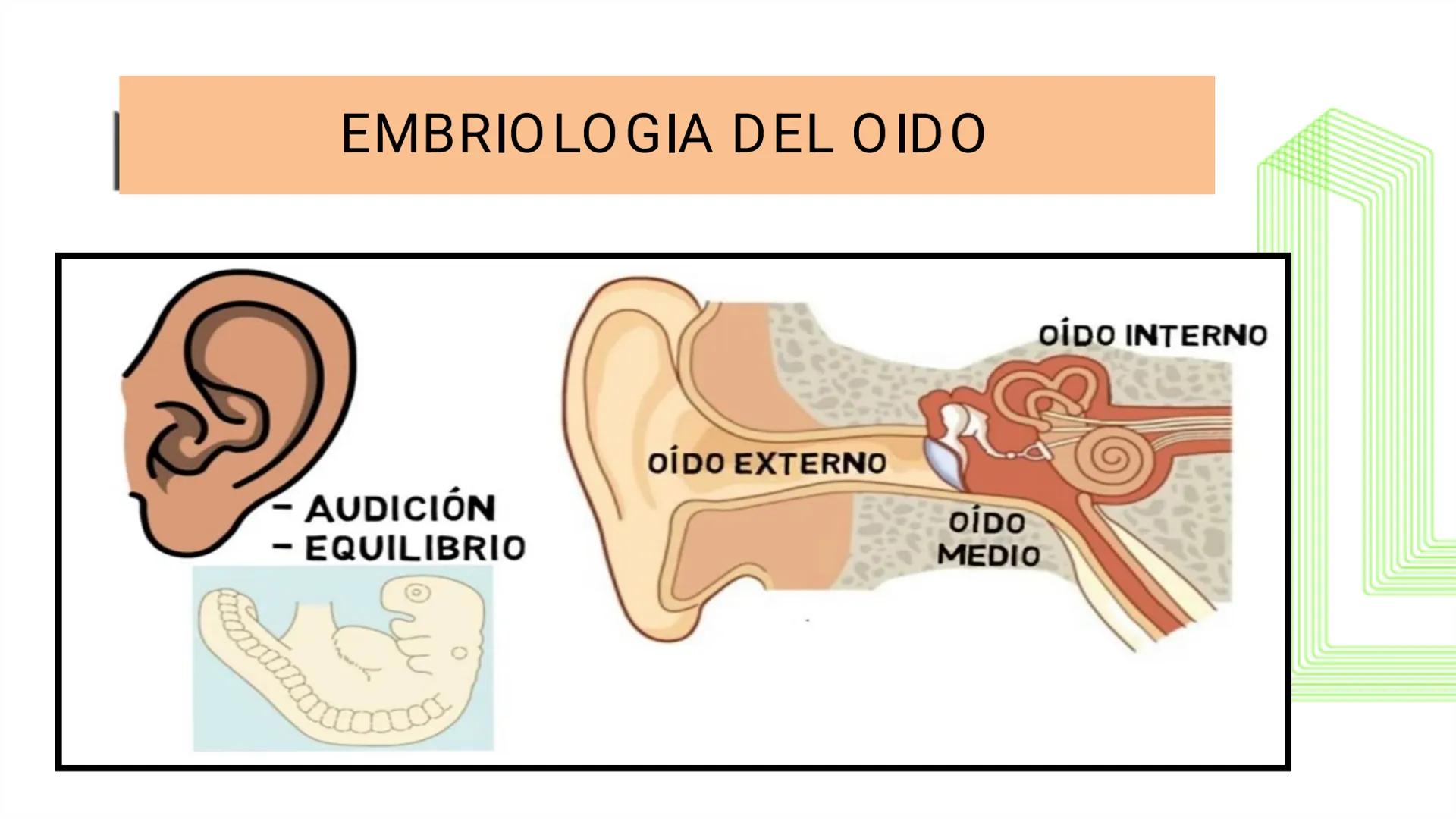 TRANSFORMA TU MUNDO EN
LA U MÁS TOP DE LA REGIÓN. @ussipan
USS
Universidad
Señor de Sipán クク
Universidad
Señor de Sipán
TEMA N° 10
EMBRI