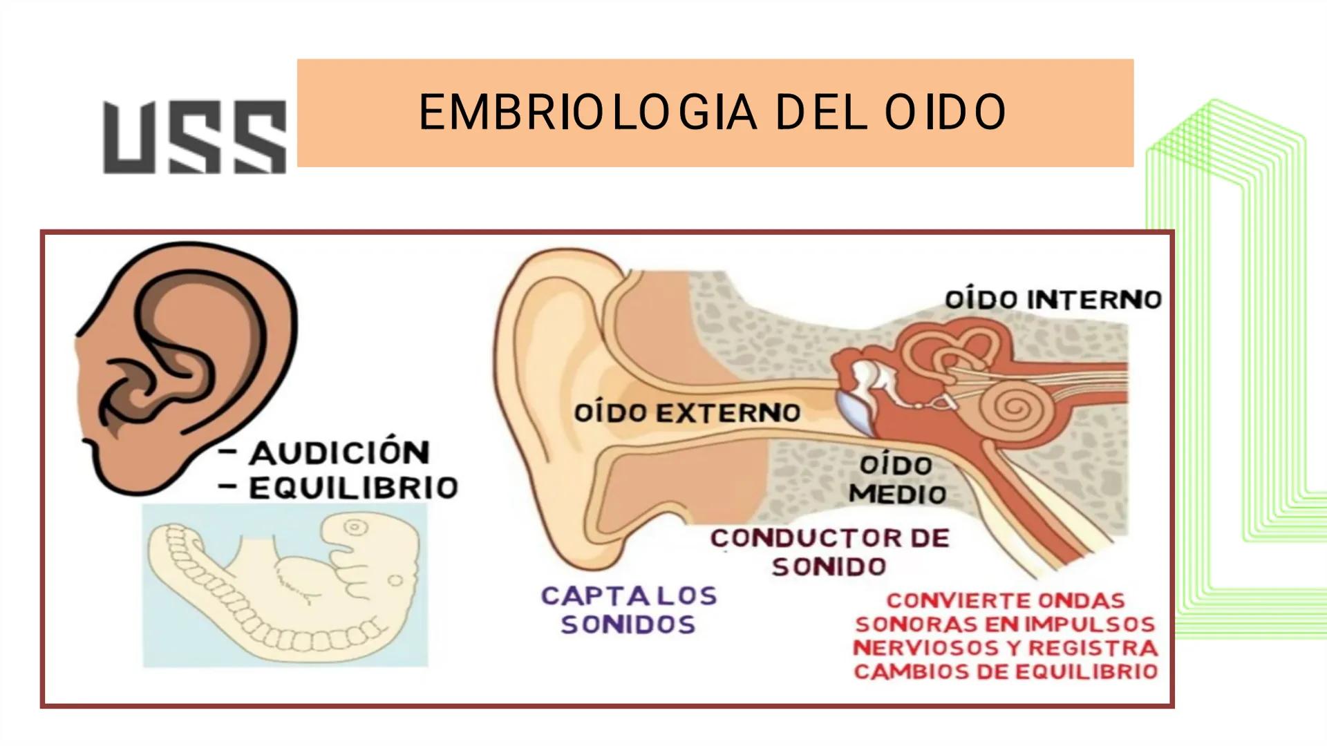 TRANSFORMA TU MUNDO EN
LA U MÁS TOP DE LA REGIÓN. @ussipan
USS
Universidad
Señor de Sipán クク
Universidad
Señor de Sipán
TEMA N° 10
EMBRI
