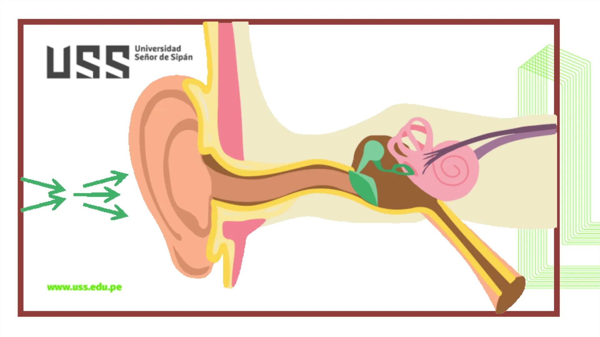 TRANSFORMA TU MUNDO EN
LA U MÁS TOP DE LA REGIÓN. @ussipan
USS
Universidad
Señor de Sipán クク
Universidad
Señor de Sipán
TEMA N° 10
EMBRI