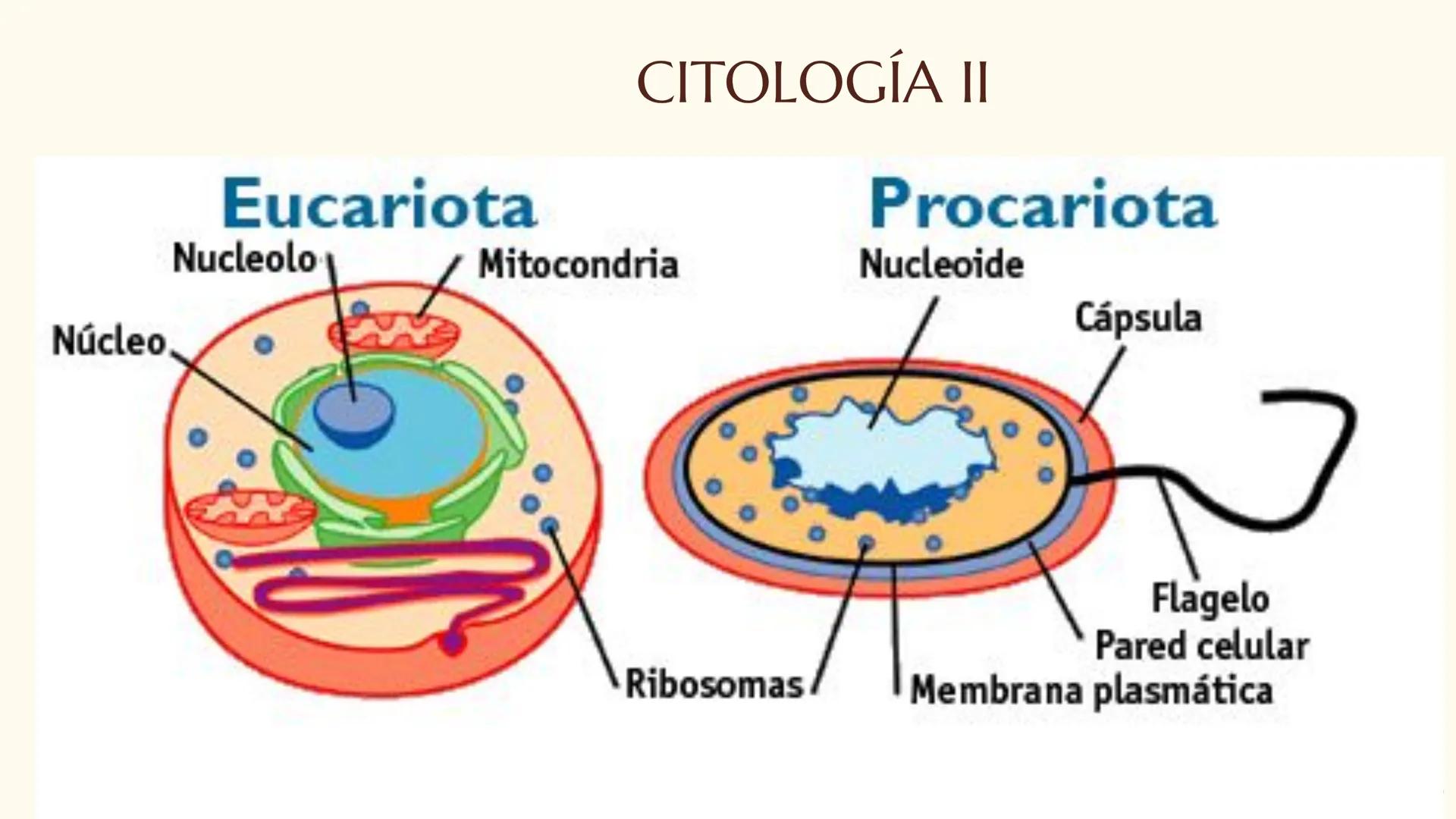 CITOLOGÍA II
Núcleo
Eucariota
Nucleolo
Mitocondria
Ribosomas
Procariota
Nucleoide
Cápsula
Flagelo
Pared celular
Membrana plasmática # E