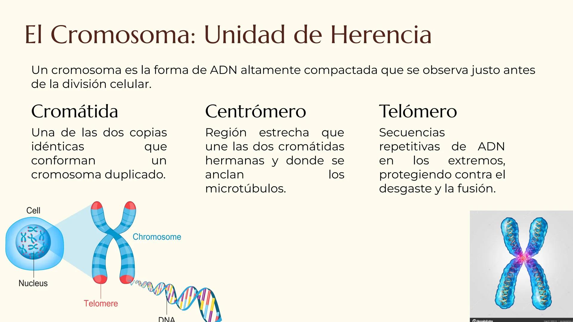 CITOLOGÍA II
Núcleo
Eucariota
Nucleolo
Mitocondria
Ribosomas
Procariota
Nucleoide
Cápsula
Flagelo
Pared celular
Membrana plasmática # E