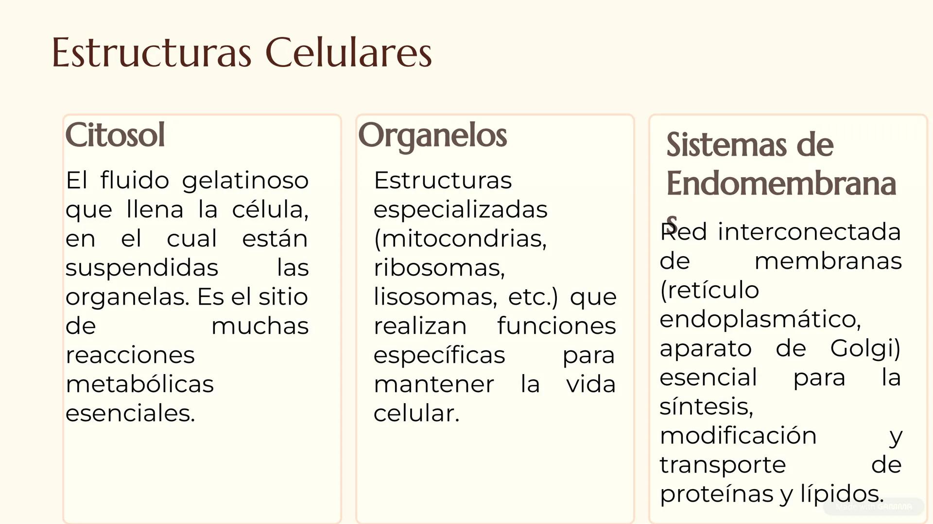 CITOLOGÍA II
Núcleo
Eucariota
Nucleolo
Mitocondria
Ribosomas
Procariota
Nucleoide
Cápsula
Flagelo
Pared celular
Membrana plasmática # E