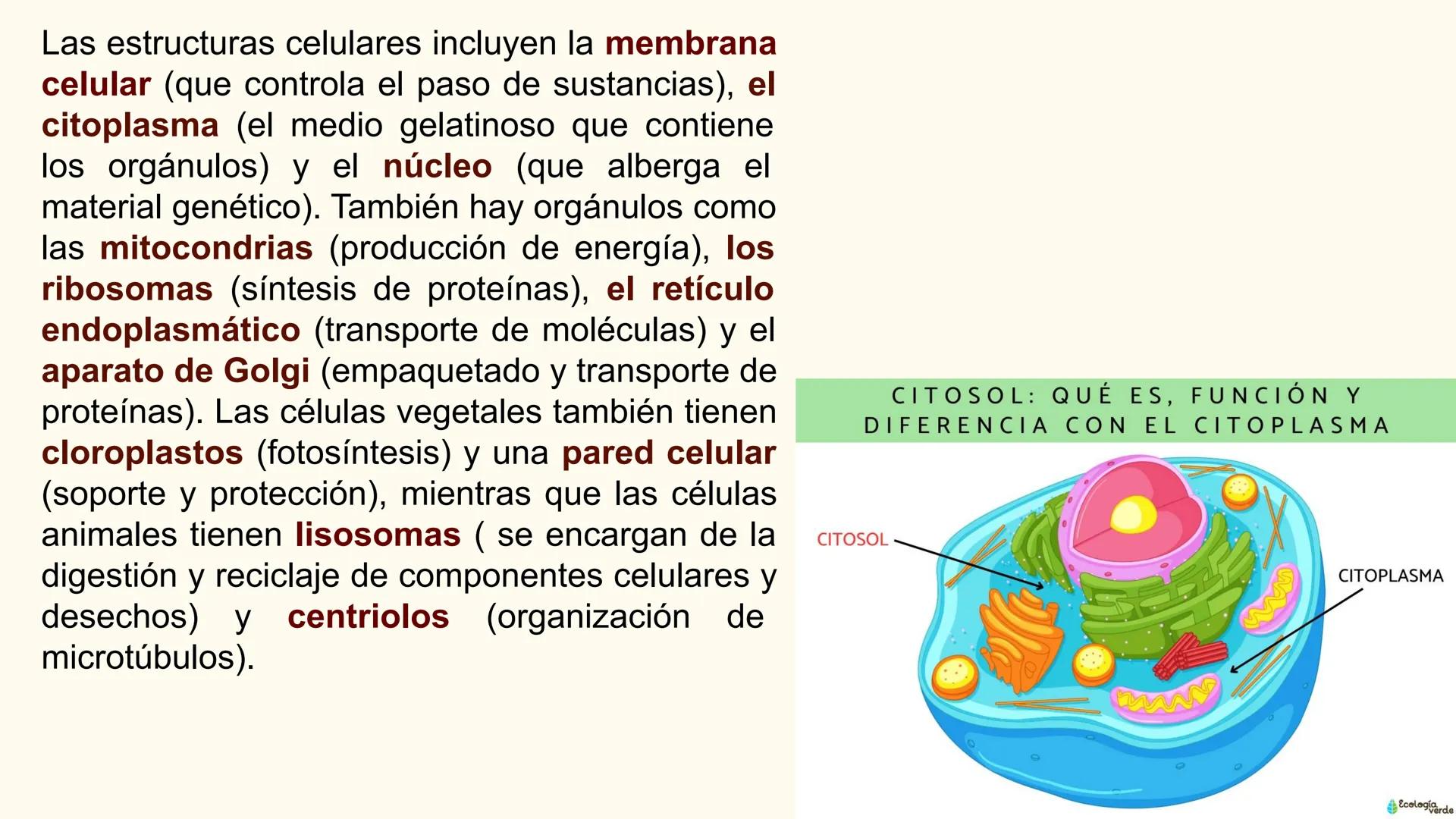 CITOLOGÍA II
Núcleo
Eucariota
Nucleolo
Mitocondria
Ribosomas
Procariota
Nucleoide
Cápsula
Flagelo
Pared celular
Membrana plasmática # E