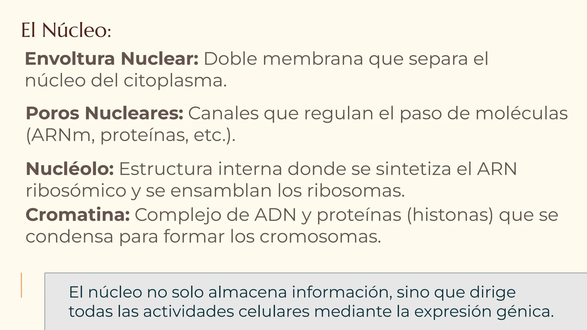 CITOLOGÍA II
Núcleo
Eucariota
Nucleolo
Mitocondria
Ribosomas
Procariota
Nucleoide
Cápsula
Flagelo
Pared celular
Membrana plasmática # E