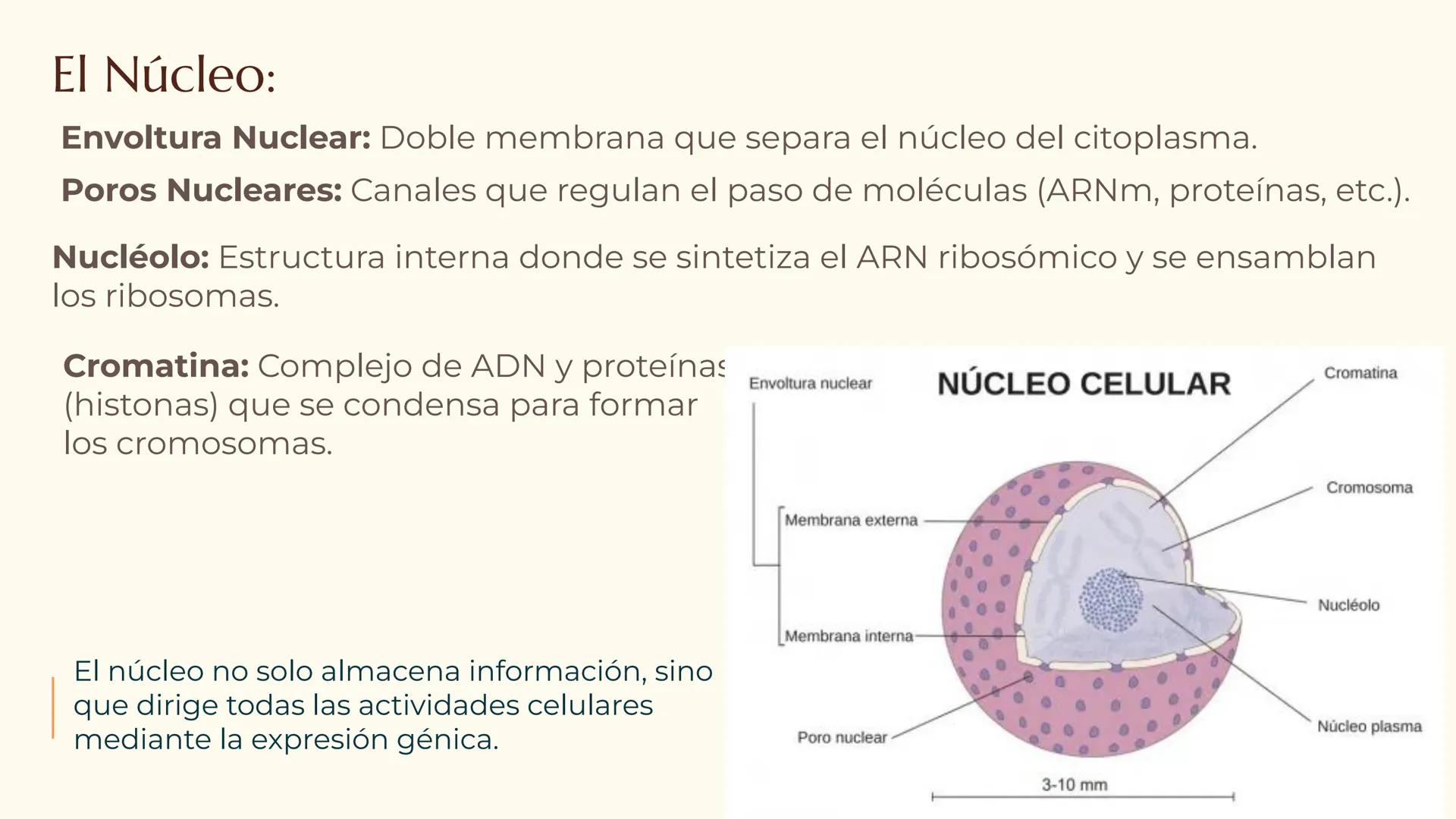 CITOLOGÍA II
Núcleo
Eucariota
Nucleolo
Mitocondria
Ribosomas
Procariota
Nucleoide
Cápsula
Flagelo
Pared celular
Membrana plasmática # E