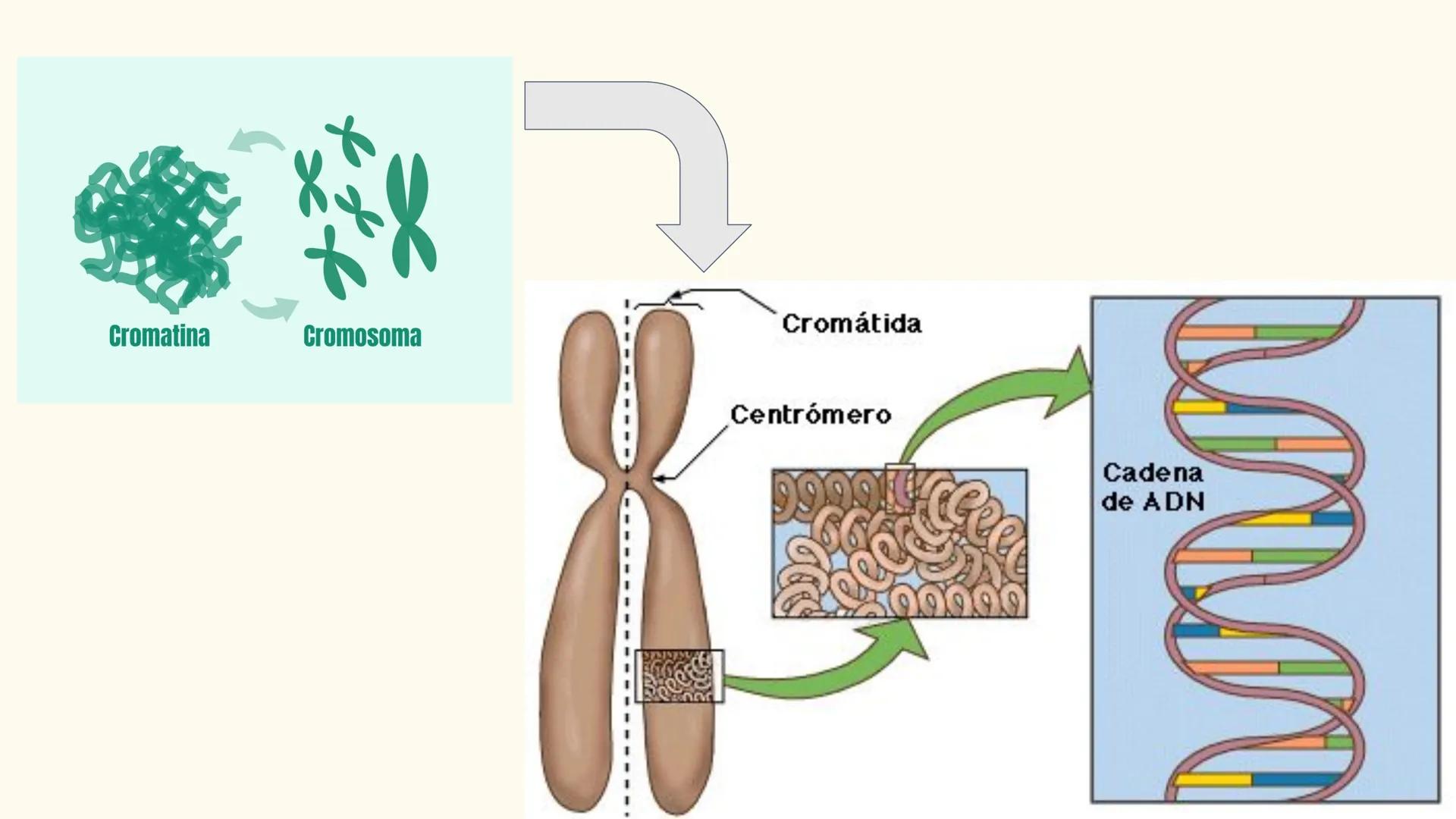CITOLOGÍA II
Núcleo
Eucariota
Nucleolo
Mitocondria
Ribosomas
Procariota
Nucleoide
Cápsula
Flagelo
Pared celular
Membrana plasmática # E