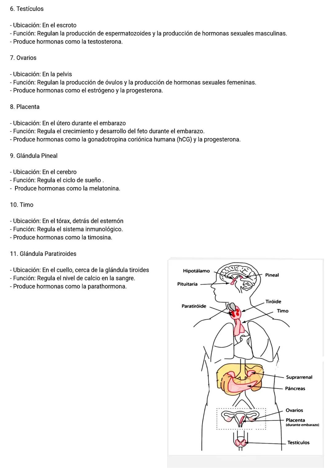 # Sistema
Endocrino
El sistema endocrino es un conjunto de glándulas y
órganos que producen hormonas que regulan diversas funciones del cue