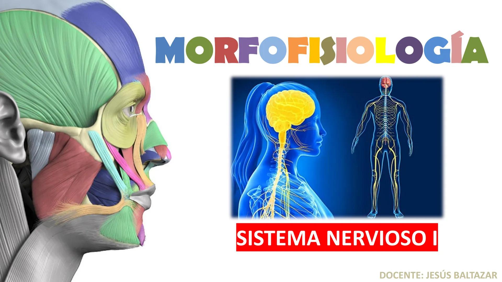 # MORFOFISIOLOGÍA
SISTEMA NERVIOSO I
DOCENTE: JESÚS BALTAZAR # SISTEMA NERVIOSO
El sistema nervioso humano esta formado por un conjunto d