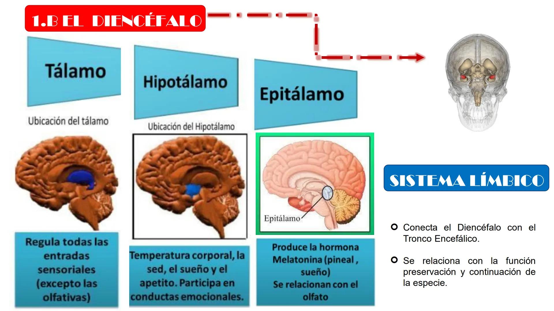 # MORFOFISIOLOGÍA
SISTEMA NERVIOSO I
DOCENTE: JESÚS BALTAZAR # SISTEMA NERVIOSO
El sistema nervioso humano esta formado por un conjunto d