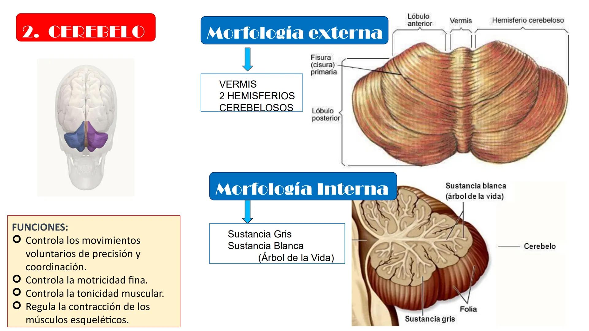 # MORFOFISIOLOGÍA
SISTEMA NERVIOSO I
DOCENTE: JESÚS BALTAZAR # SISTEMA NERVIOSO
El sistema nervioso humano esta formado por un conjunto d